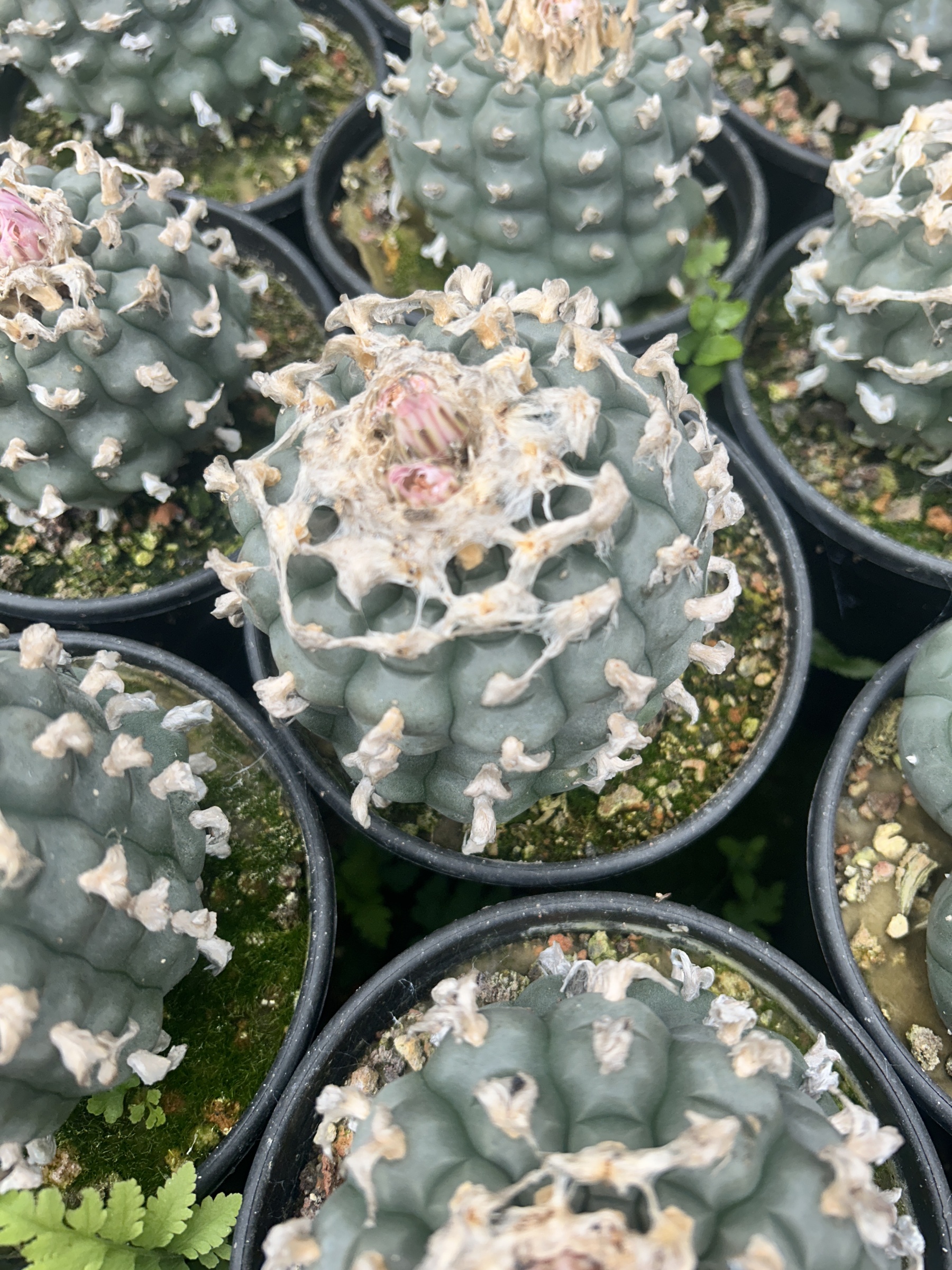 1.5-11cm Lophophora williamsii 