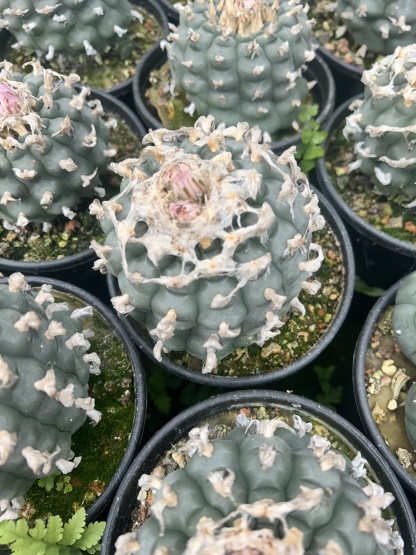 1.5-11cm Lophophora williamsii 
