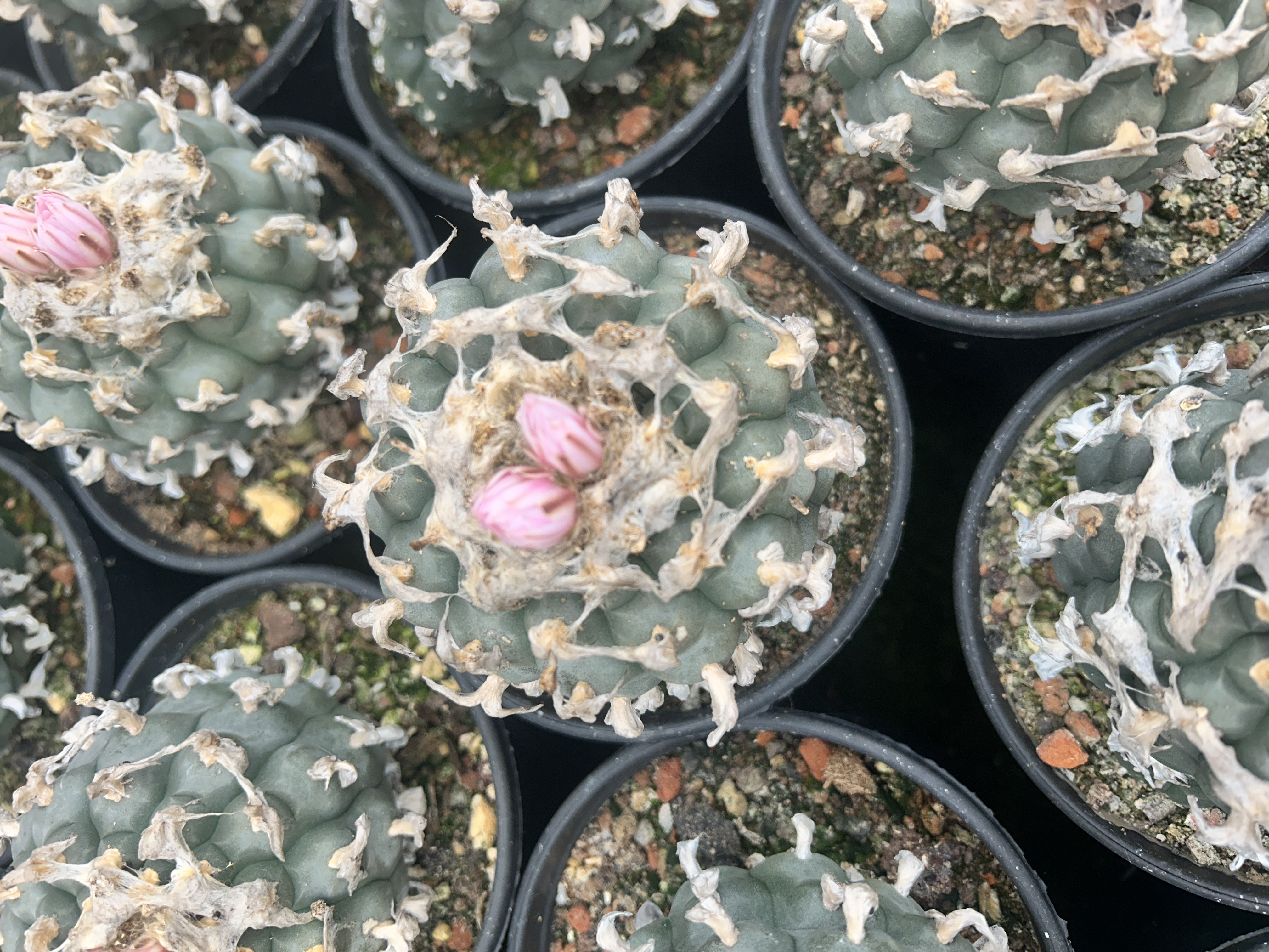 1.5-11cm Lophophora williamsii 