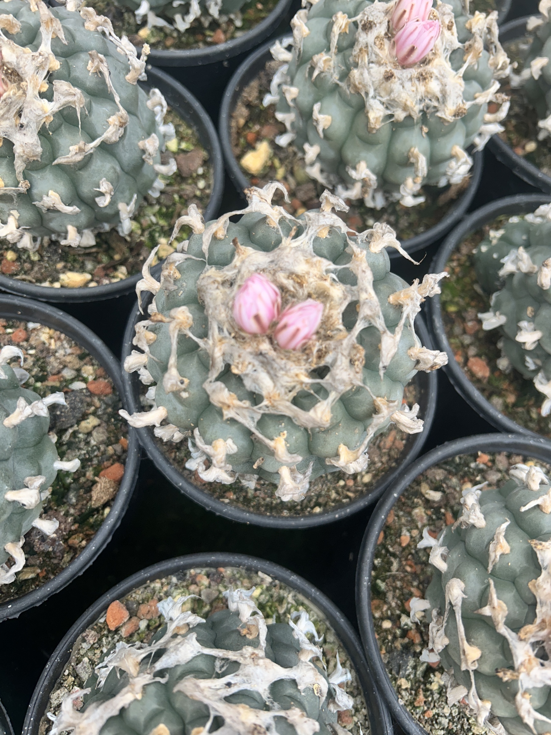 1.5-11cm Lophophora williamsii 