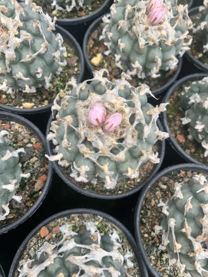 1.5-11cm Lophophora williamsii 