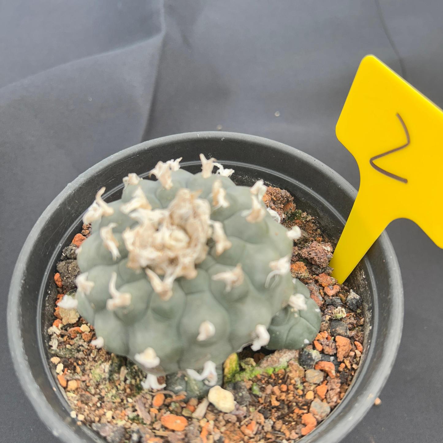 7-8cm（WYSIWYG）Lophophora williamsii 6-8 years old Number 2