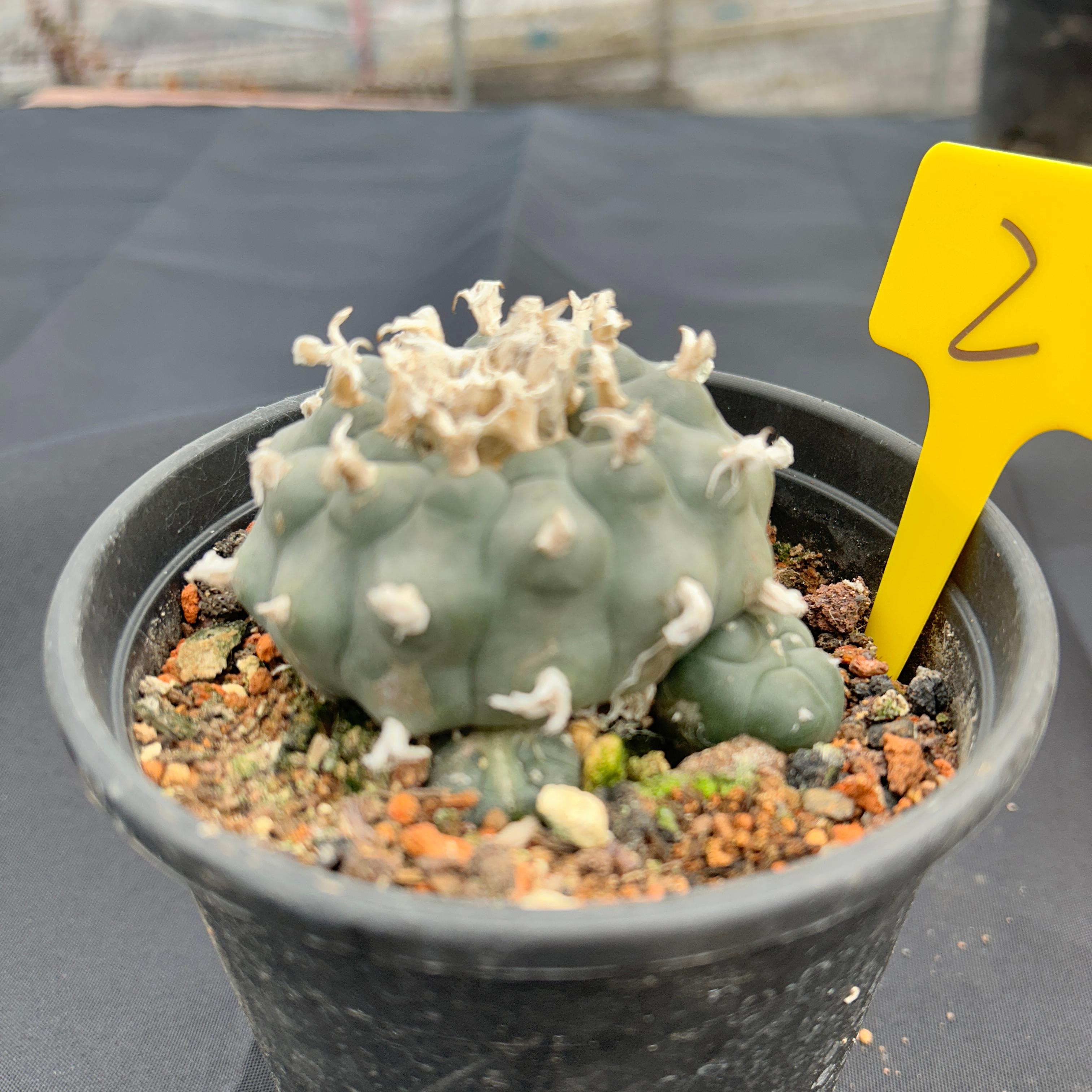 7-8cm（WYSIWYG）Lophophora williamsii 6-8 years old Number 2