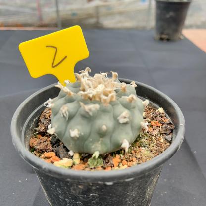 7-8cm（WYSIWYG）Lophophora williamsii 6-8 years old Number 2