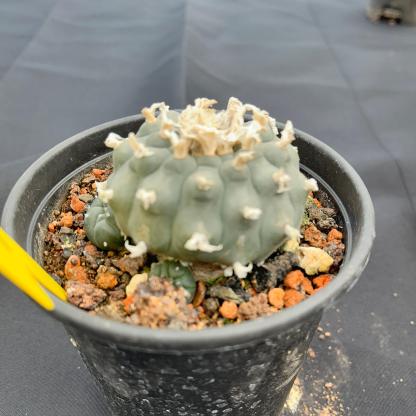 7-8cm（WYSIWYG）Lophophora williamsii 6-8 years old Number 2