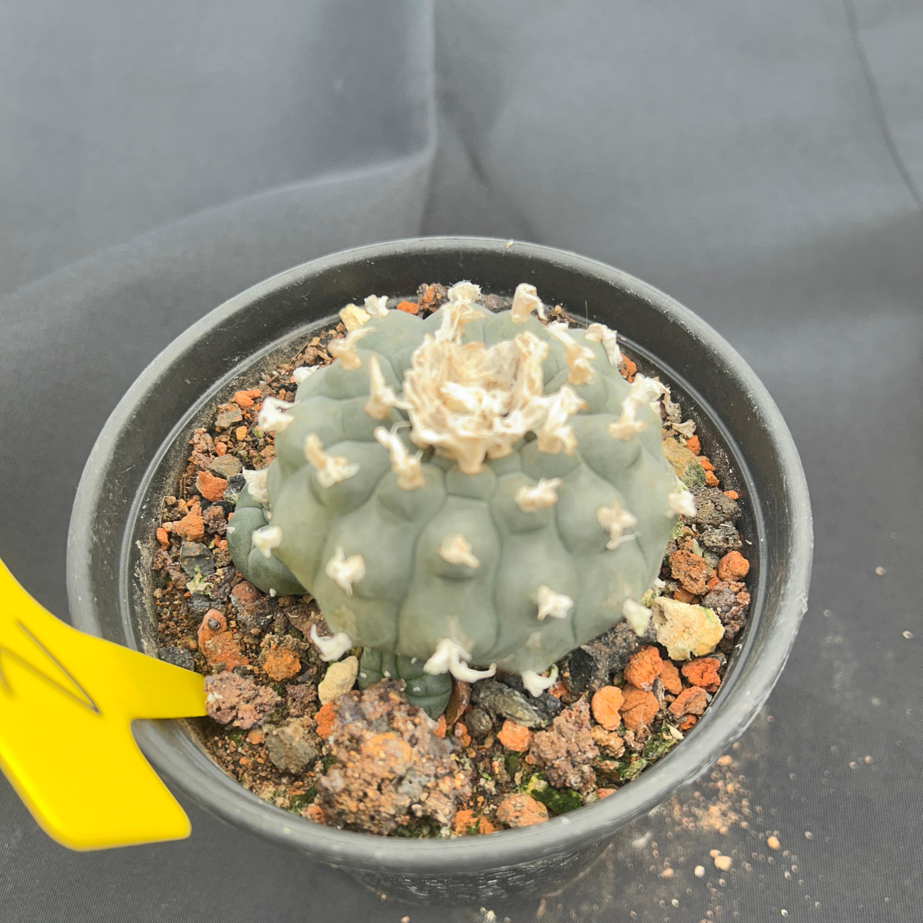 7-8cm（WYSIWYG）Lophophora williamsii 6-8 years old Number 2