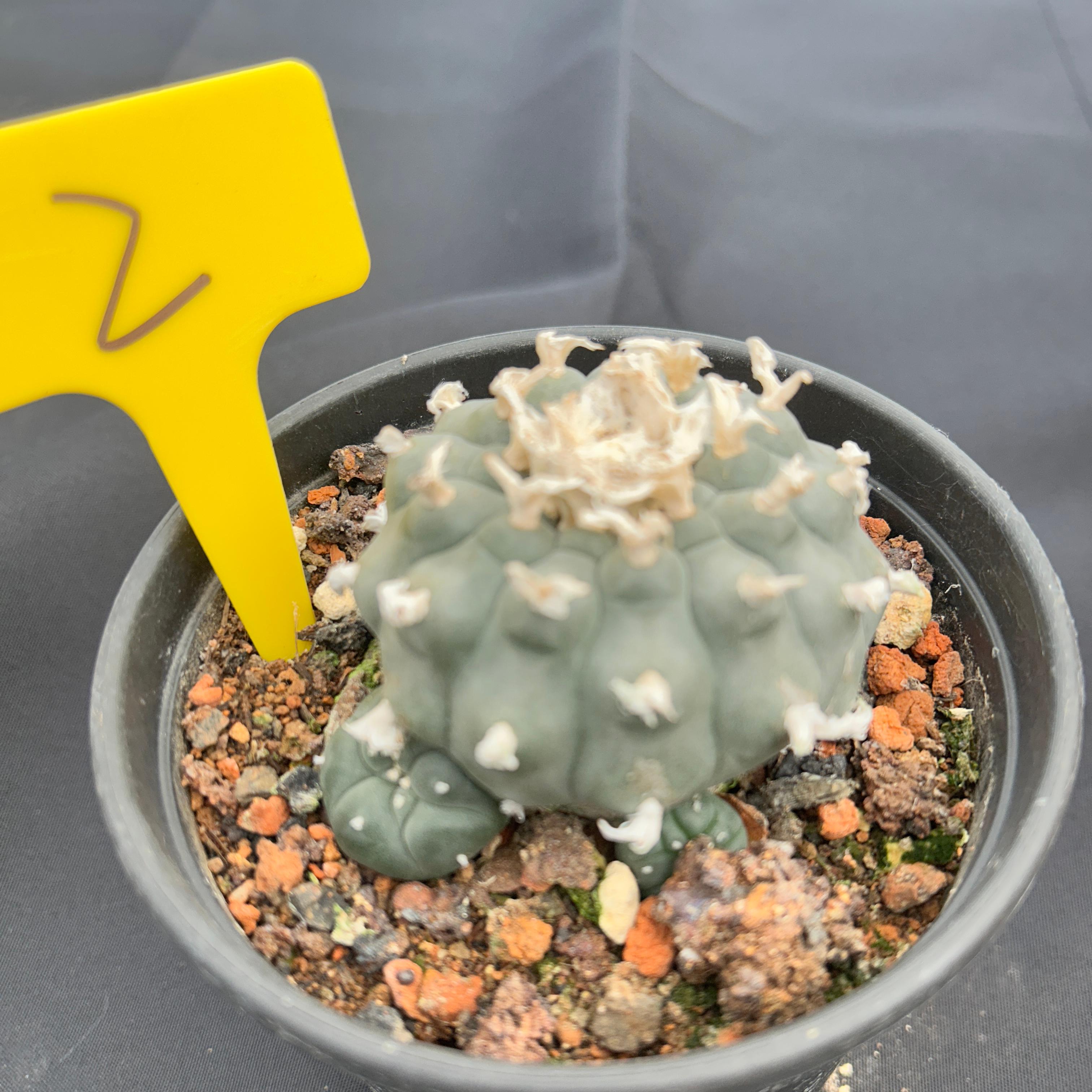 7-8cm（WYSIWYG）Lophophora williamsii 6-8 years old Number 2