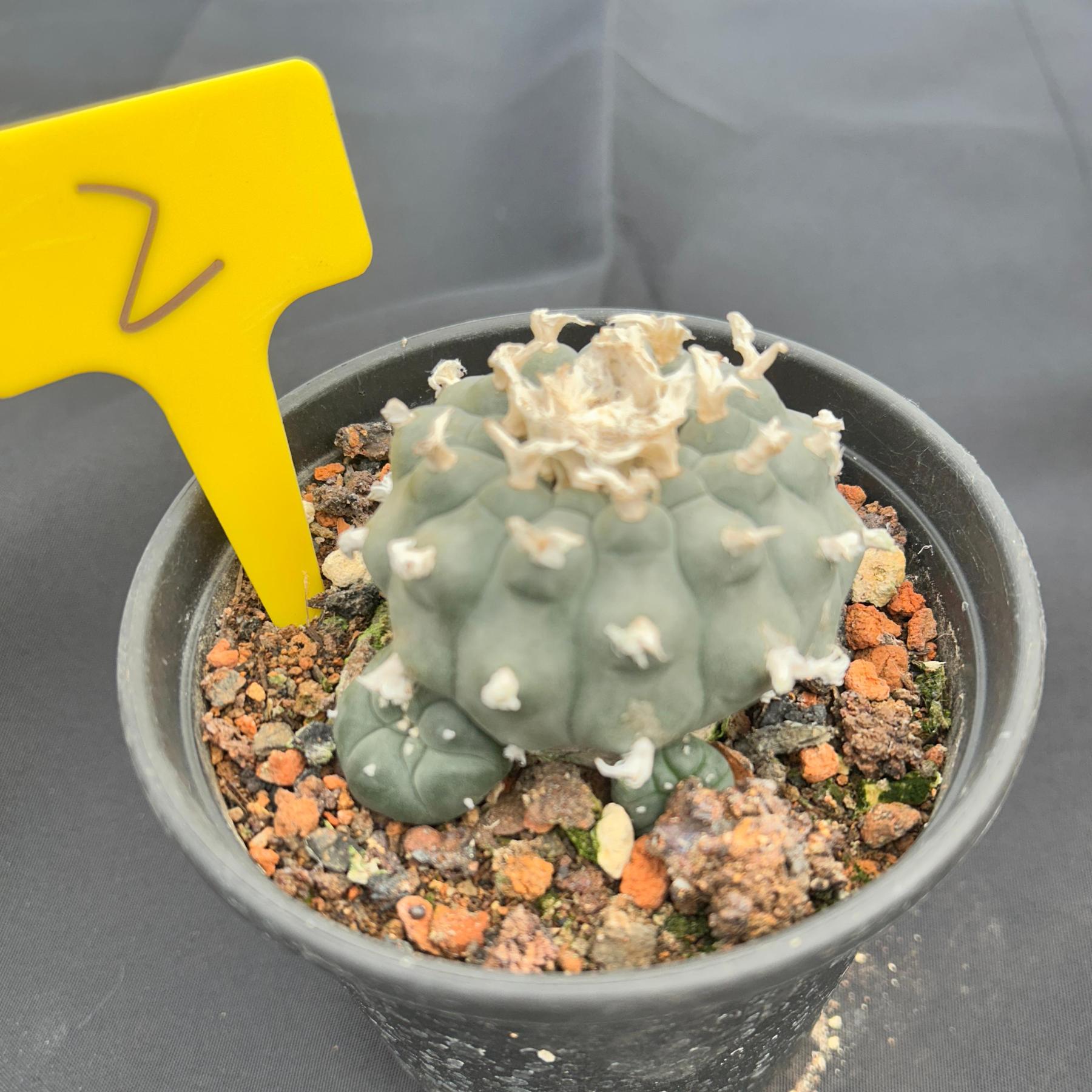 7-8cm（WYSIWYG）Lophophora williamsii 6-8 years old Number 2