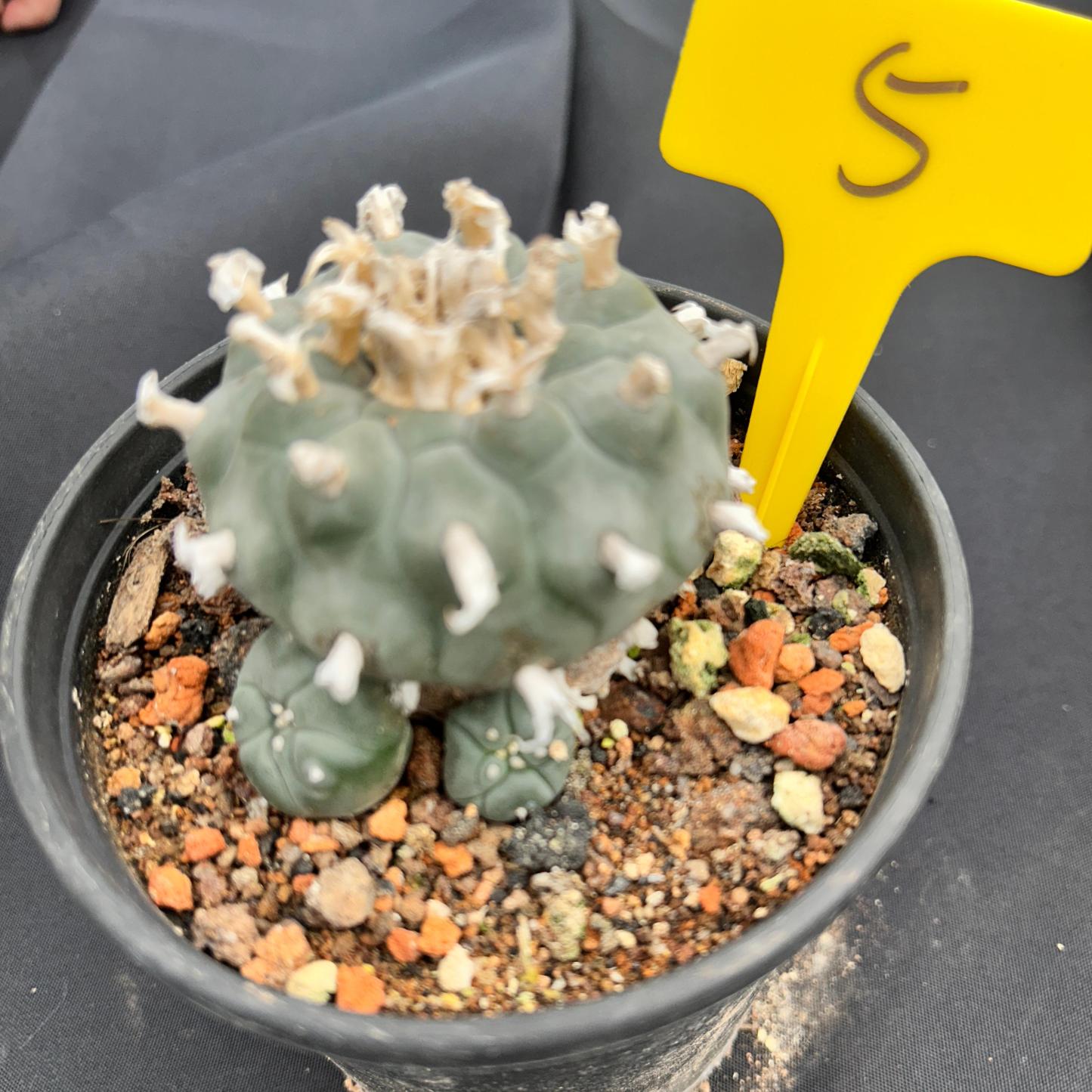 7-8cm（WYSIWYG）Lophophora williamsii 6-8 years old Number 5