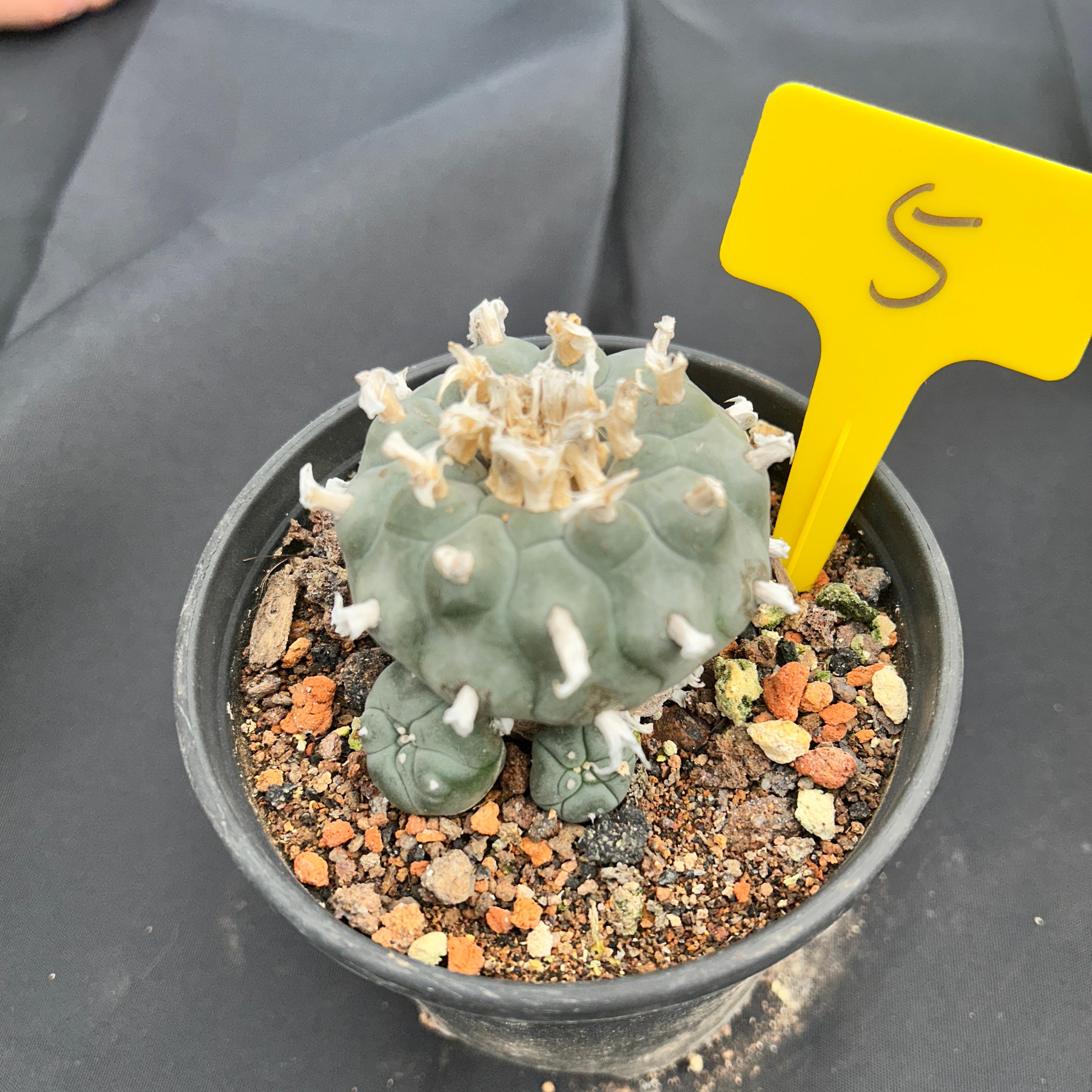 7-8cm（WYSIWYG）Lophophora williamsii 6-8 years old Number 5