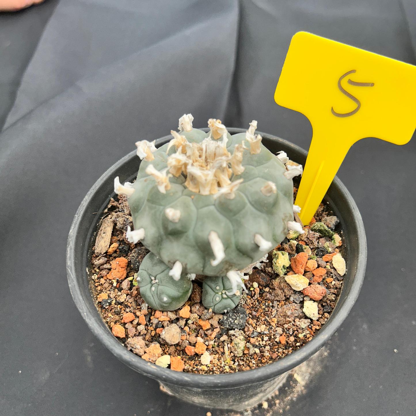 7-8cm（WYSIWYG）Lophophora williamsii 6-8 years old Number 5