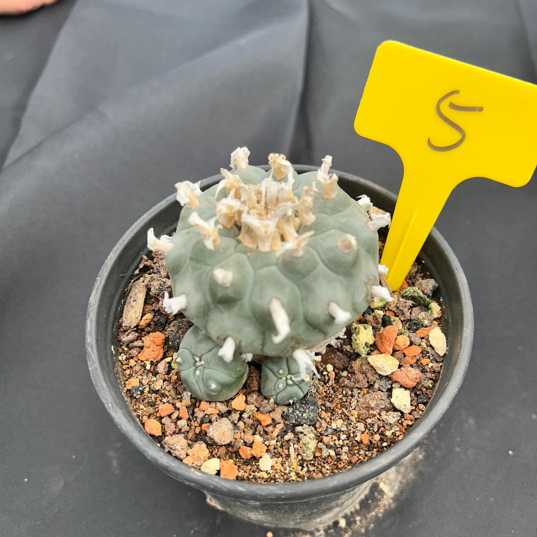7-8cm（WYSIWYG）Lophophora williamsii 6-8 years old Number 5