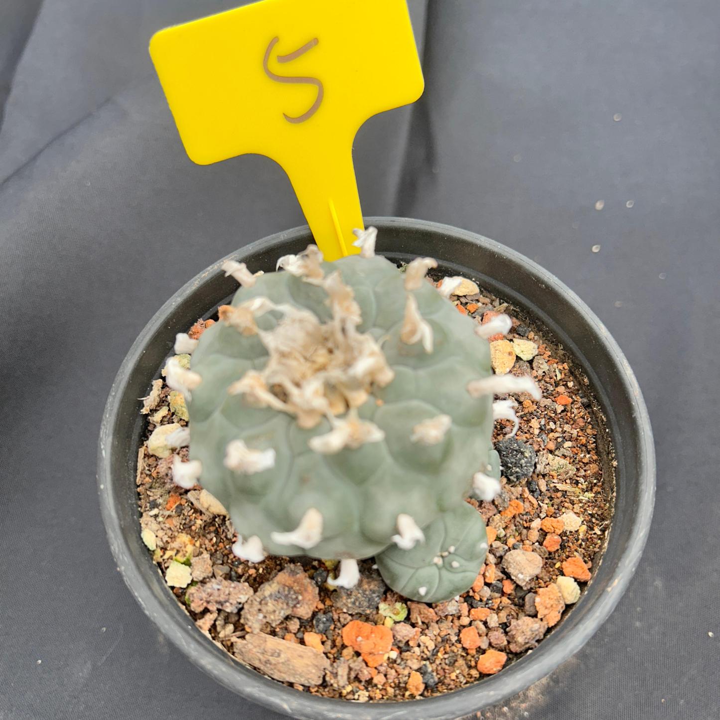 7-8cm（WYSIWYG）Lophophora williamsii 6-8 years old Number 5