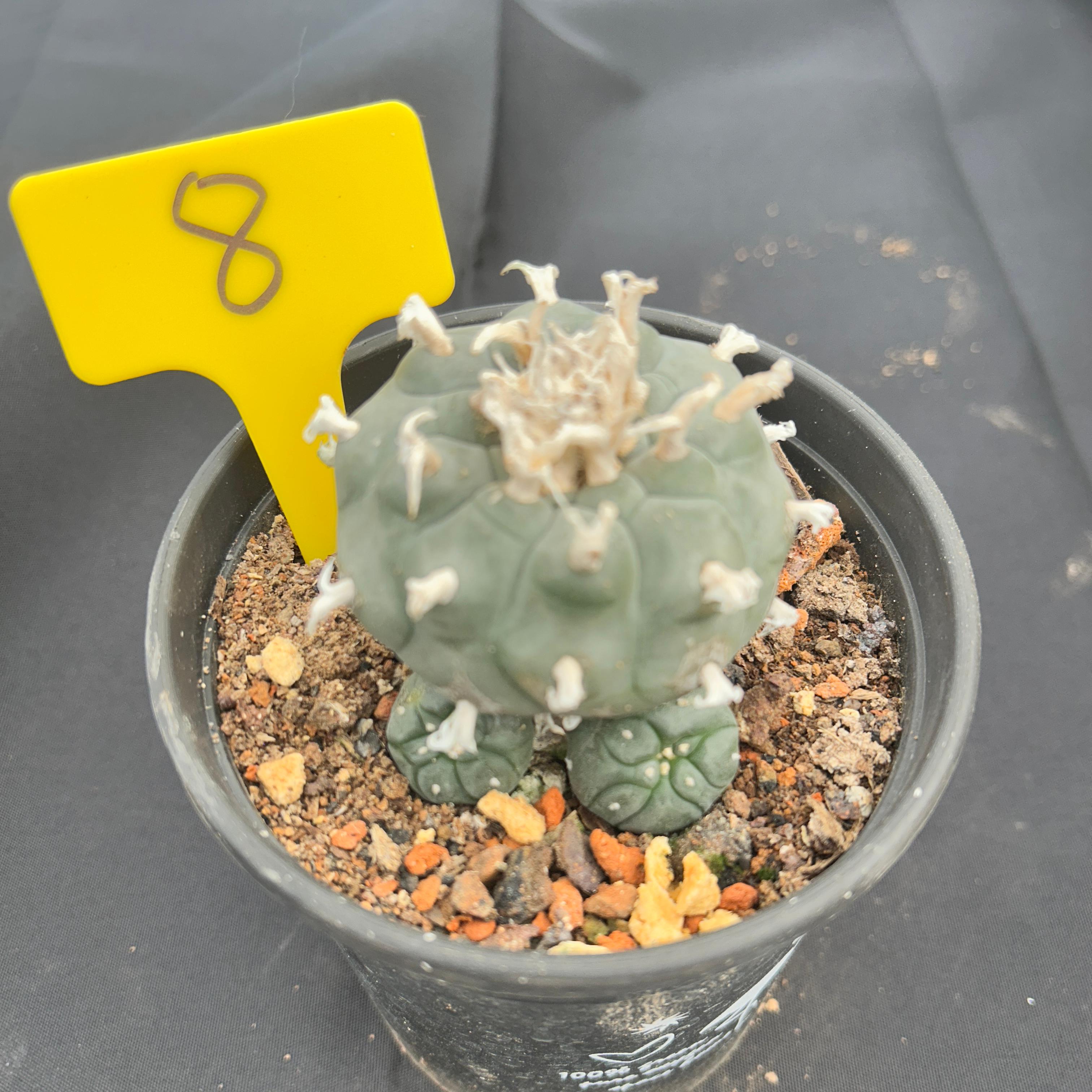 7-8cm（WYSIWYG）Lophophora williamsii 6-8 years old Number 8