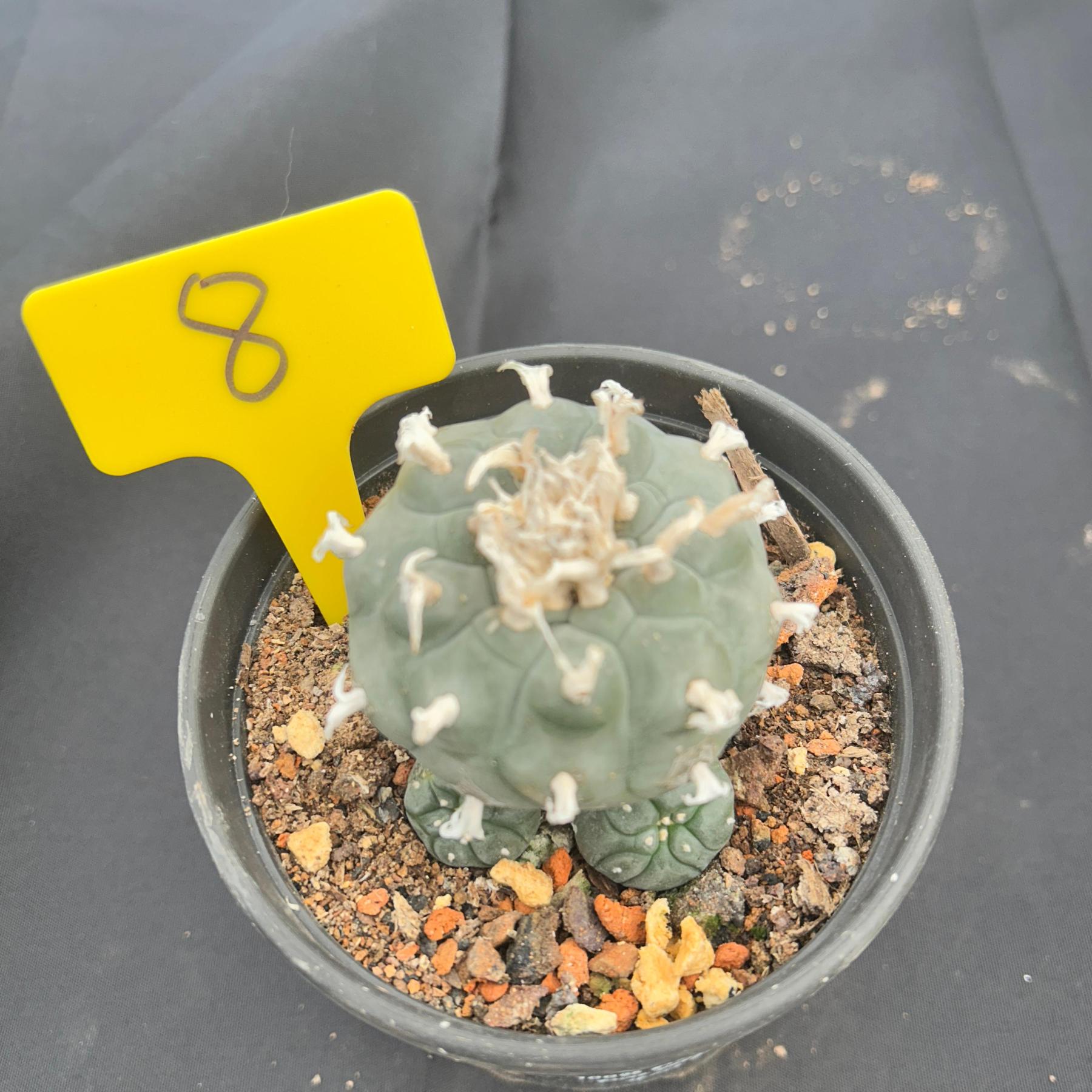 7-8cm（WYSIWYG）Lophophora williamsii 6-8 years old Number 8