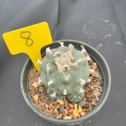 7-8cm（WYSIWYG）Lophophora williamsii 6-8 years old Number 8