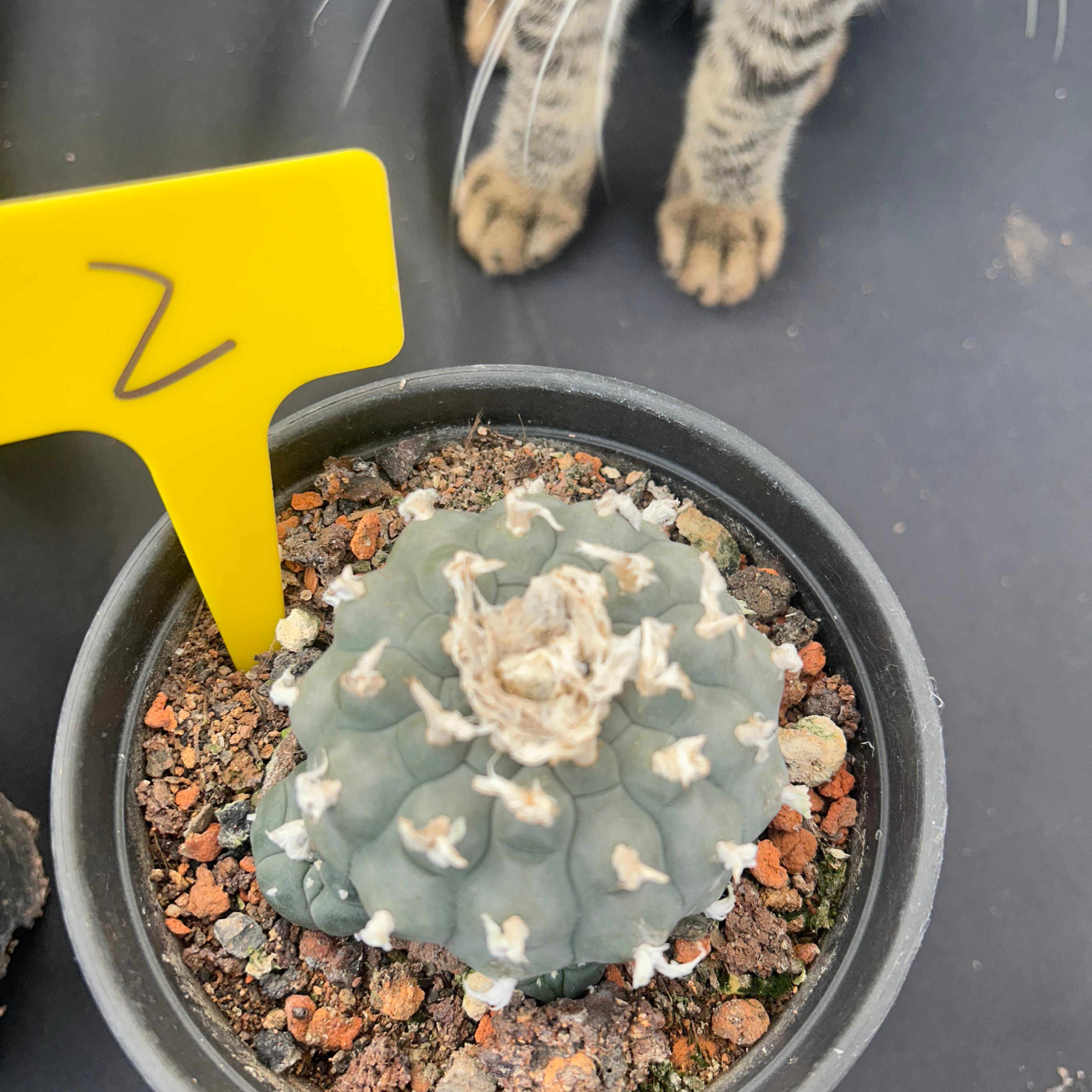 7-8cm（WYSIWYG）Lophophora williamsii 6-8 years old Number 2