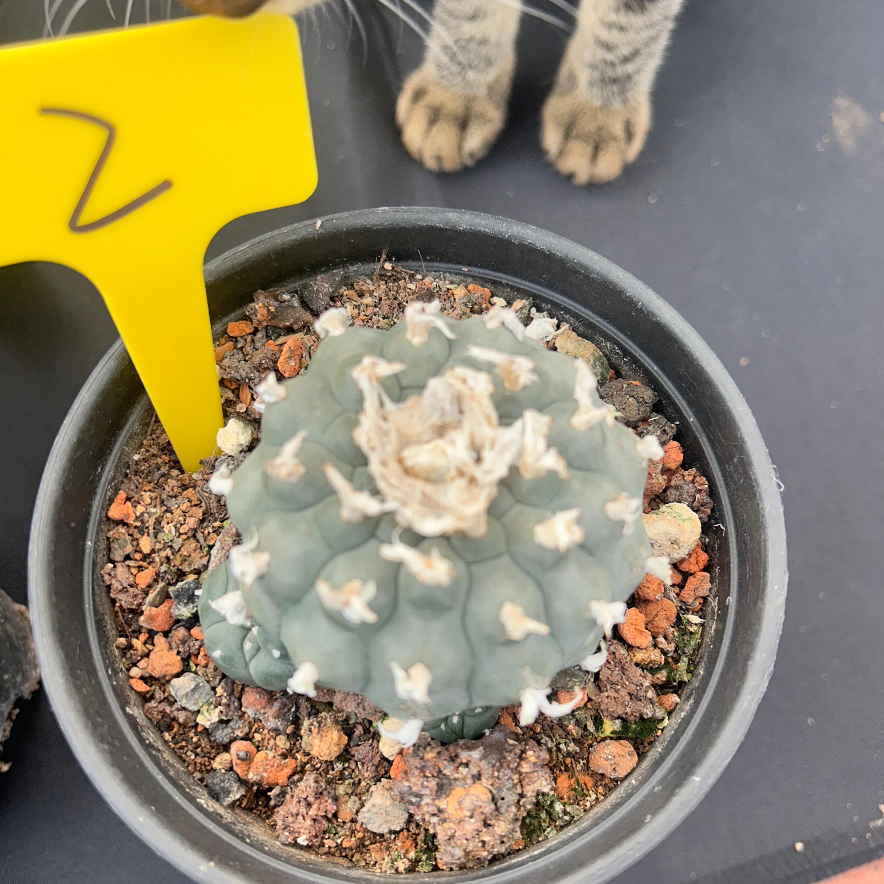 7-8cm（WYSIWYG）Lophophora williamsii 6-8 years old Number 2