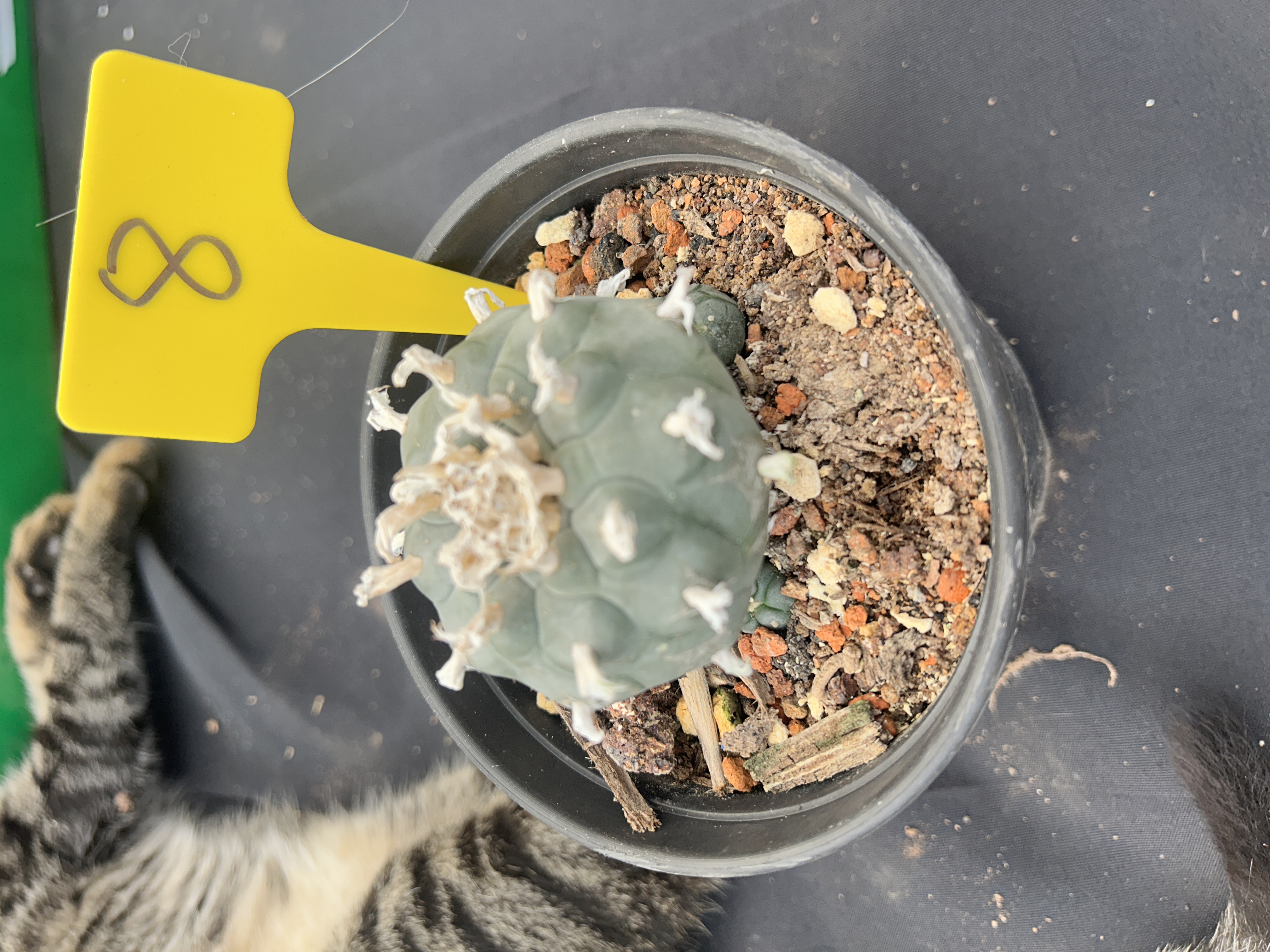 7-8cm（WYSIWYG）Lophophora williamsii 6-8 years old Number 8