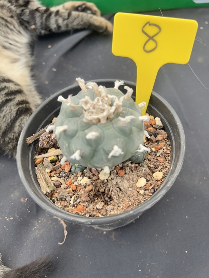 7-8cm（WYSIWYG）Lophophora williamsii 6-8 years old Number 8