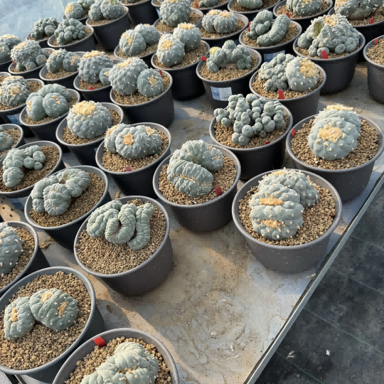 Premium Cactus（WYSIWYG）