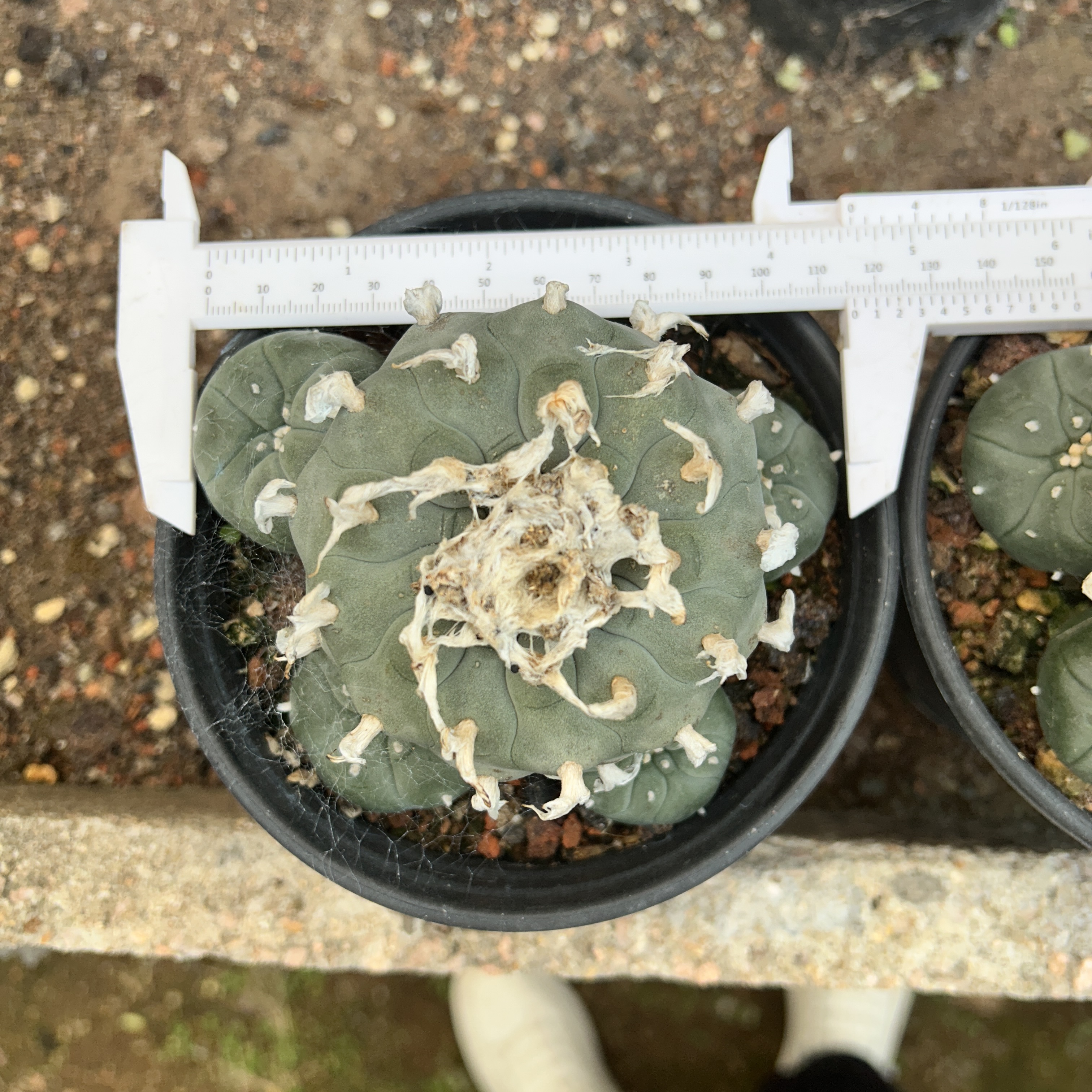 1.5-11cm Lophophora williamsii 