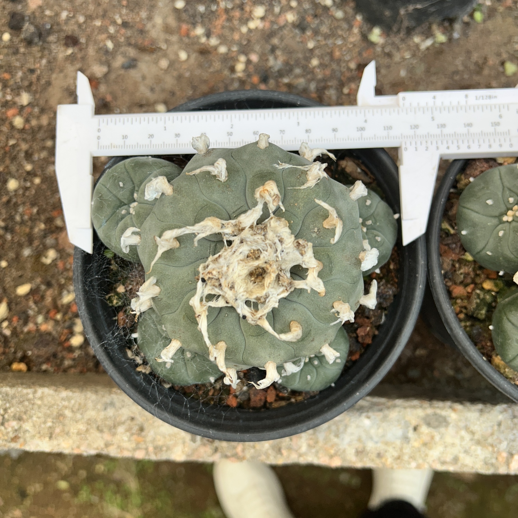 1.5-11cm Lophophora williamsii 