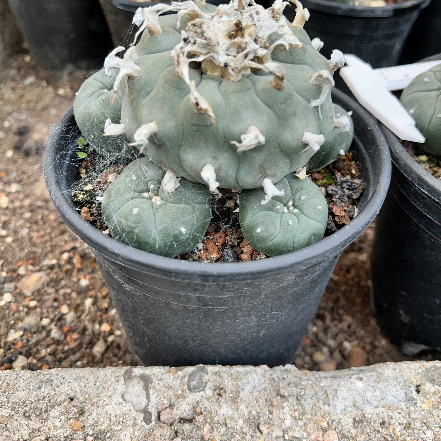 1.5-11cm Lophophora williamsii 