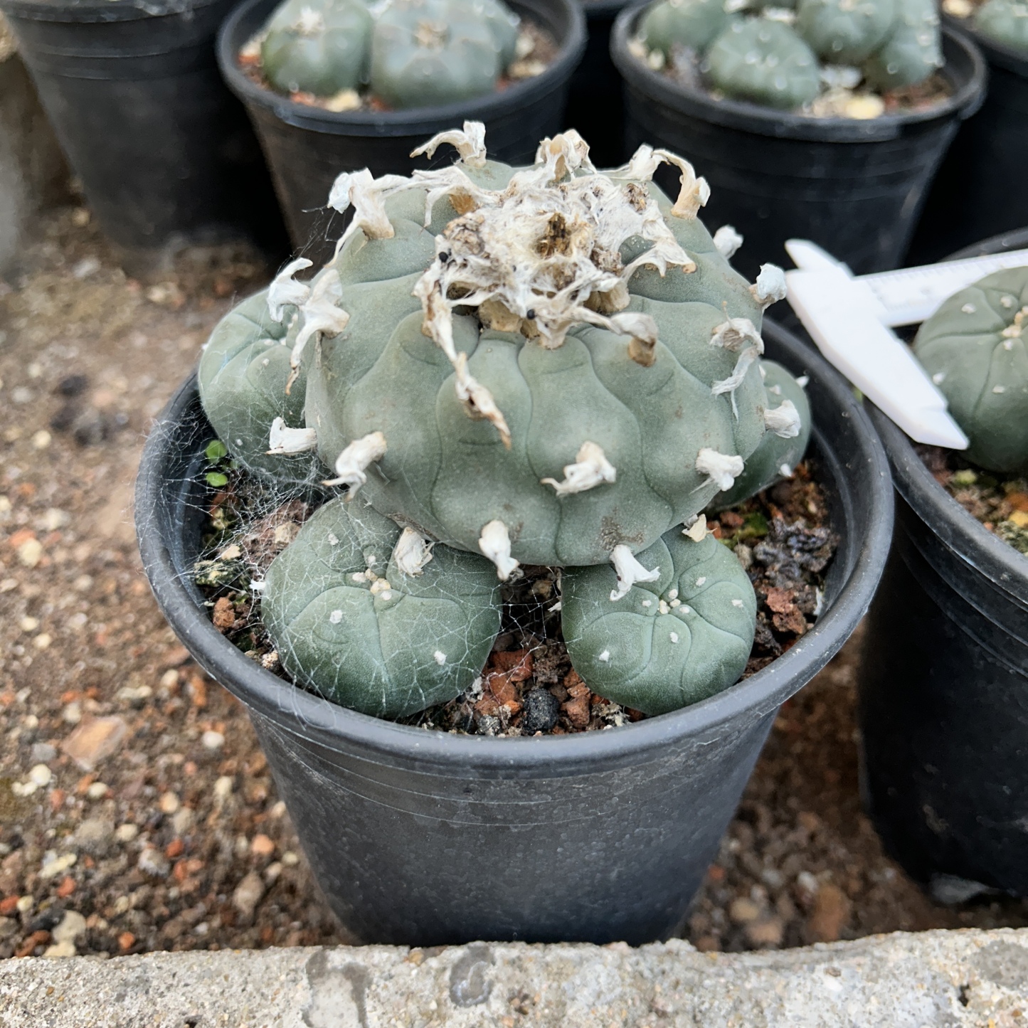 1.5-11cm Lophophora williamsii 