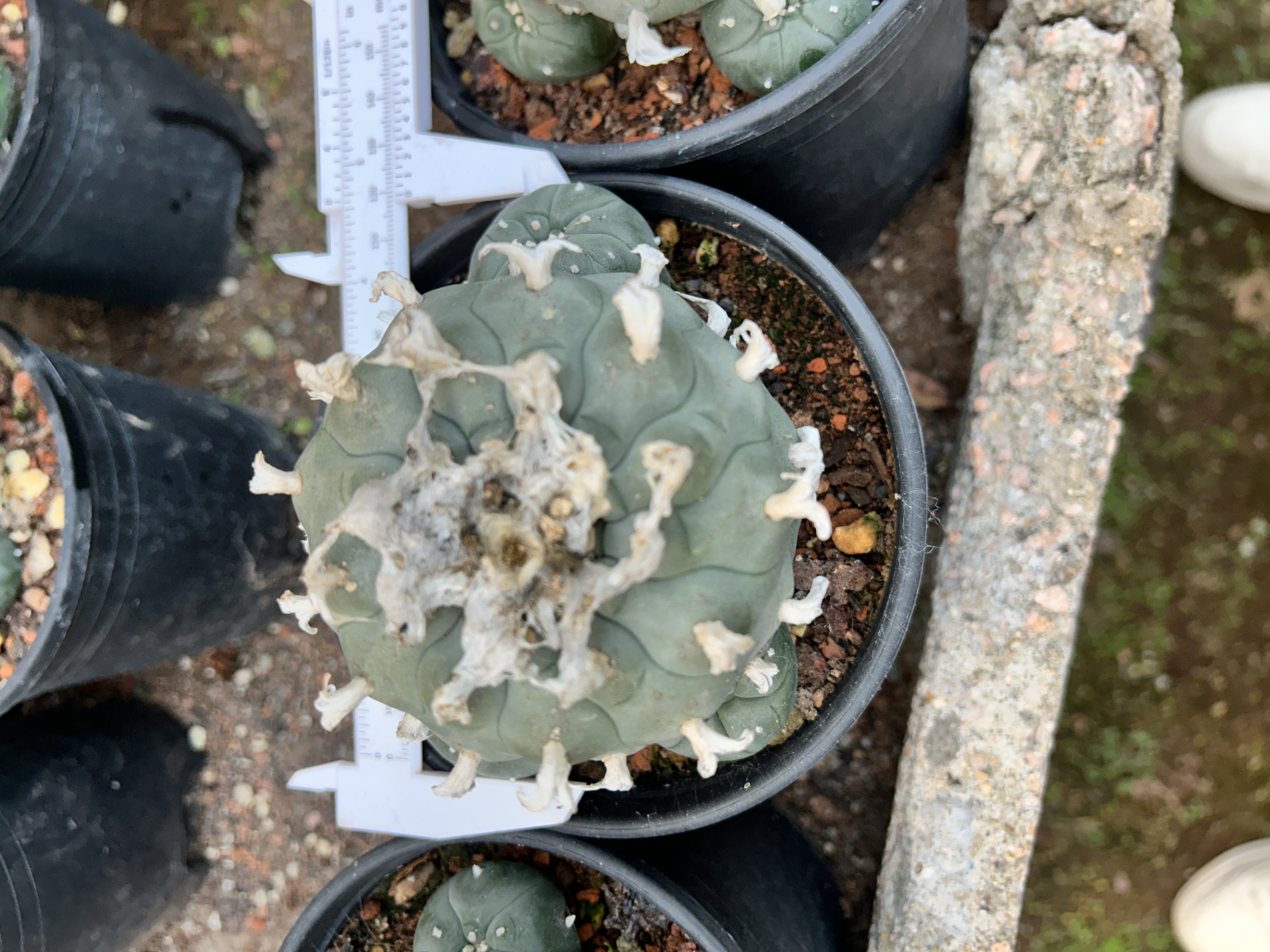 1.5-11cm Lophophora williamsii 