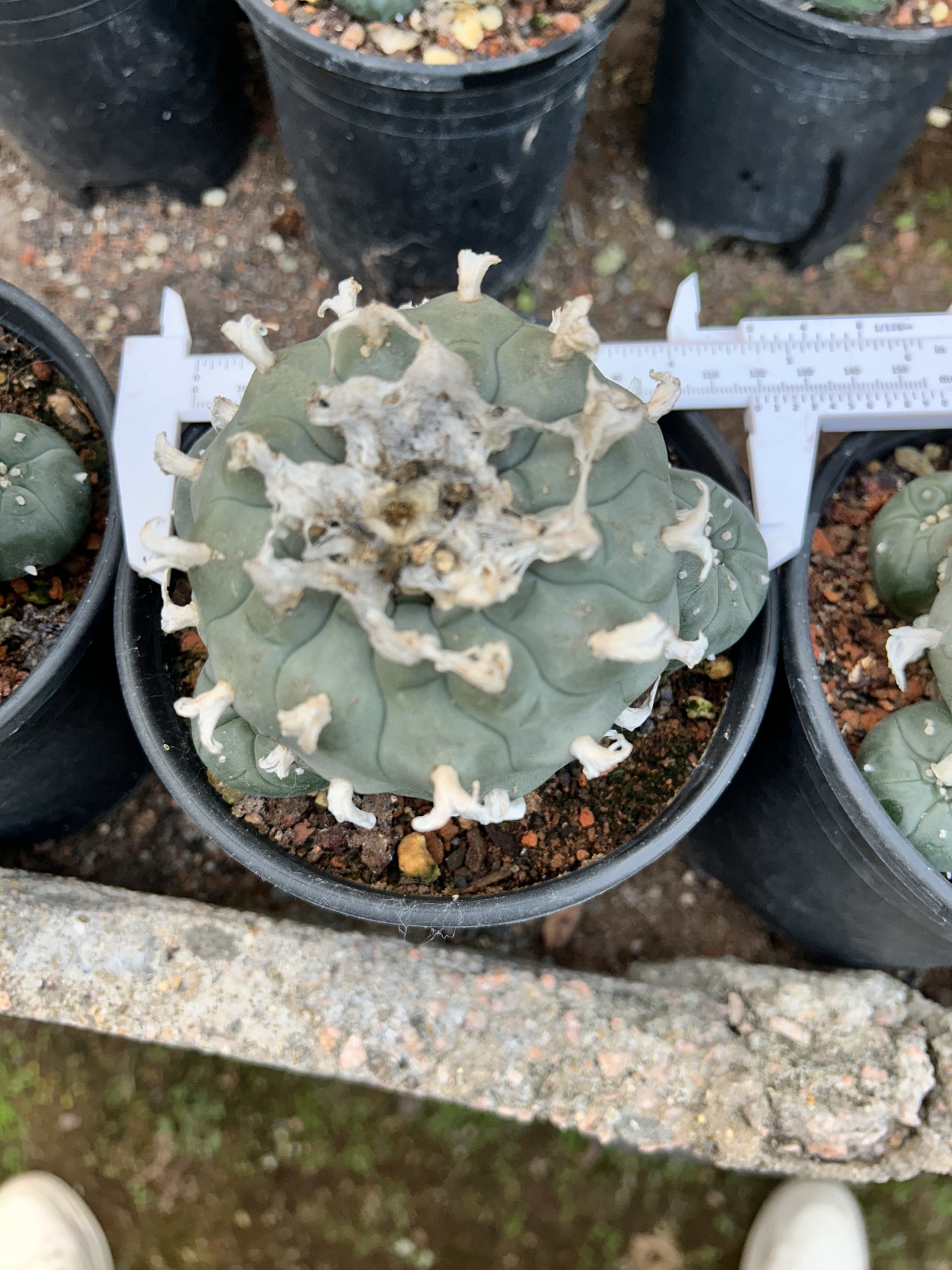 1.5-11cm Lophophora williamsii 