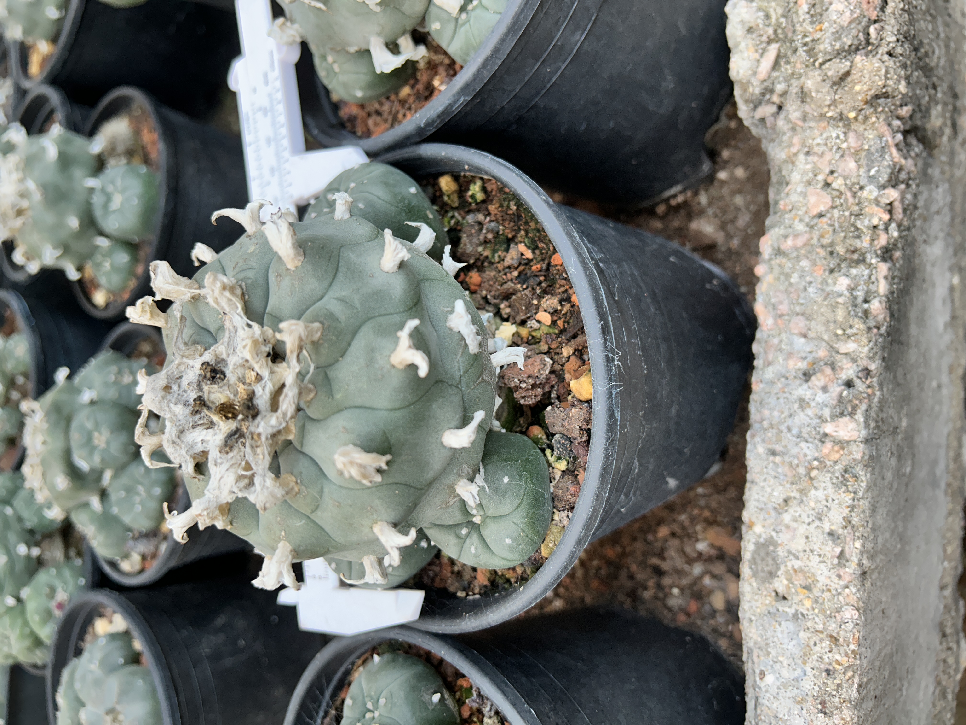 1.5-11cm Lophophora williamsii 