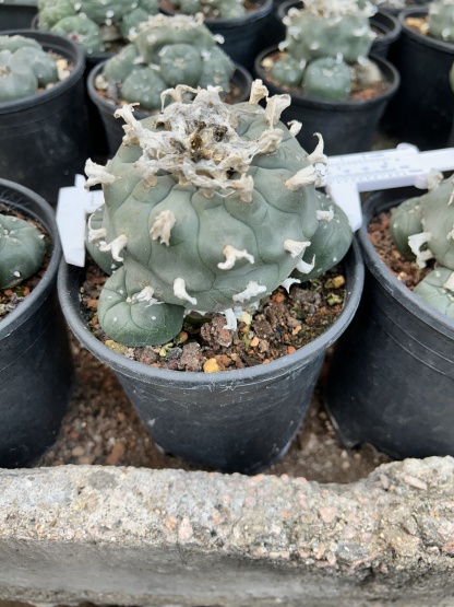 1.5-11cm Lophophora williamsii 