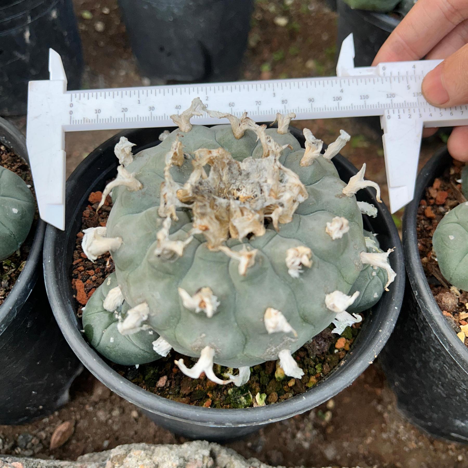 1.5-4cm Lophophora williamsii seedling（radish root）