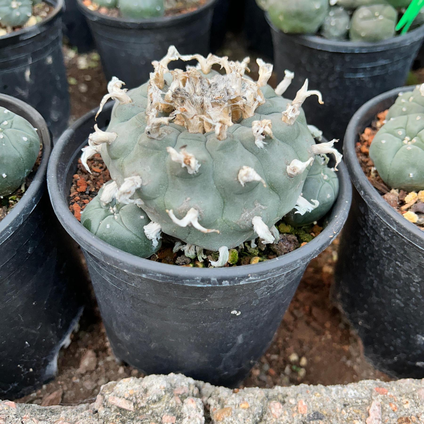 1.5-4cm Lophophora williamsii seedling（radish root）