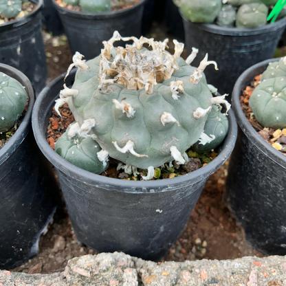 1.5-4cm Lophophora williamsii seedling（radish root）