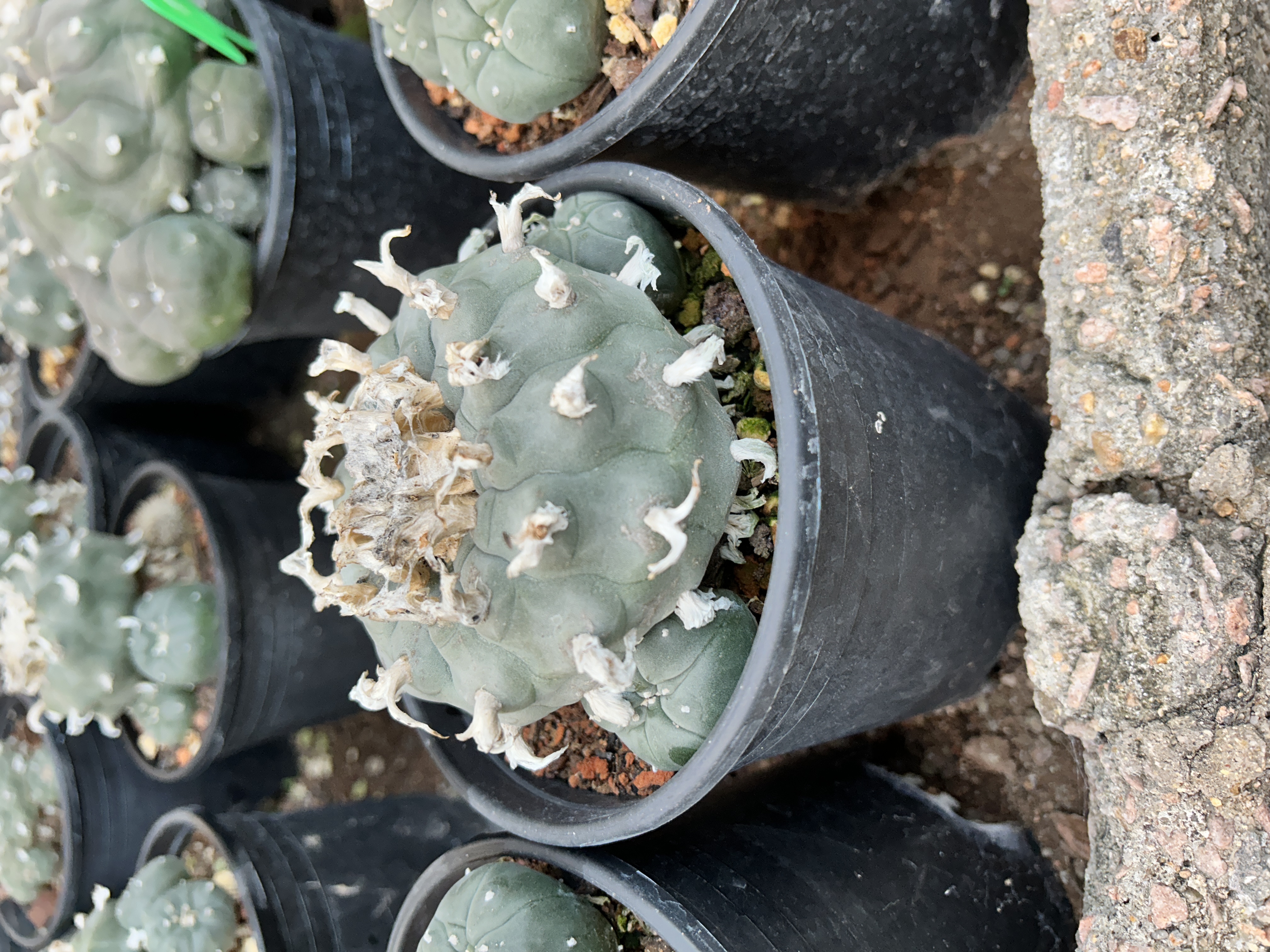 1.5-11cm Lophophora williamsii 