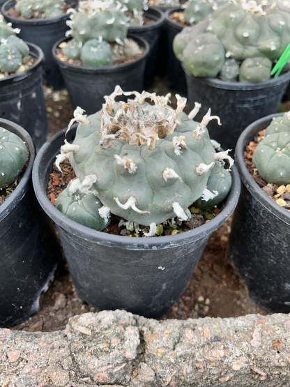 1.5-11cm Lophophora williamsii 