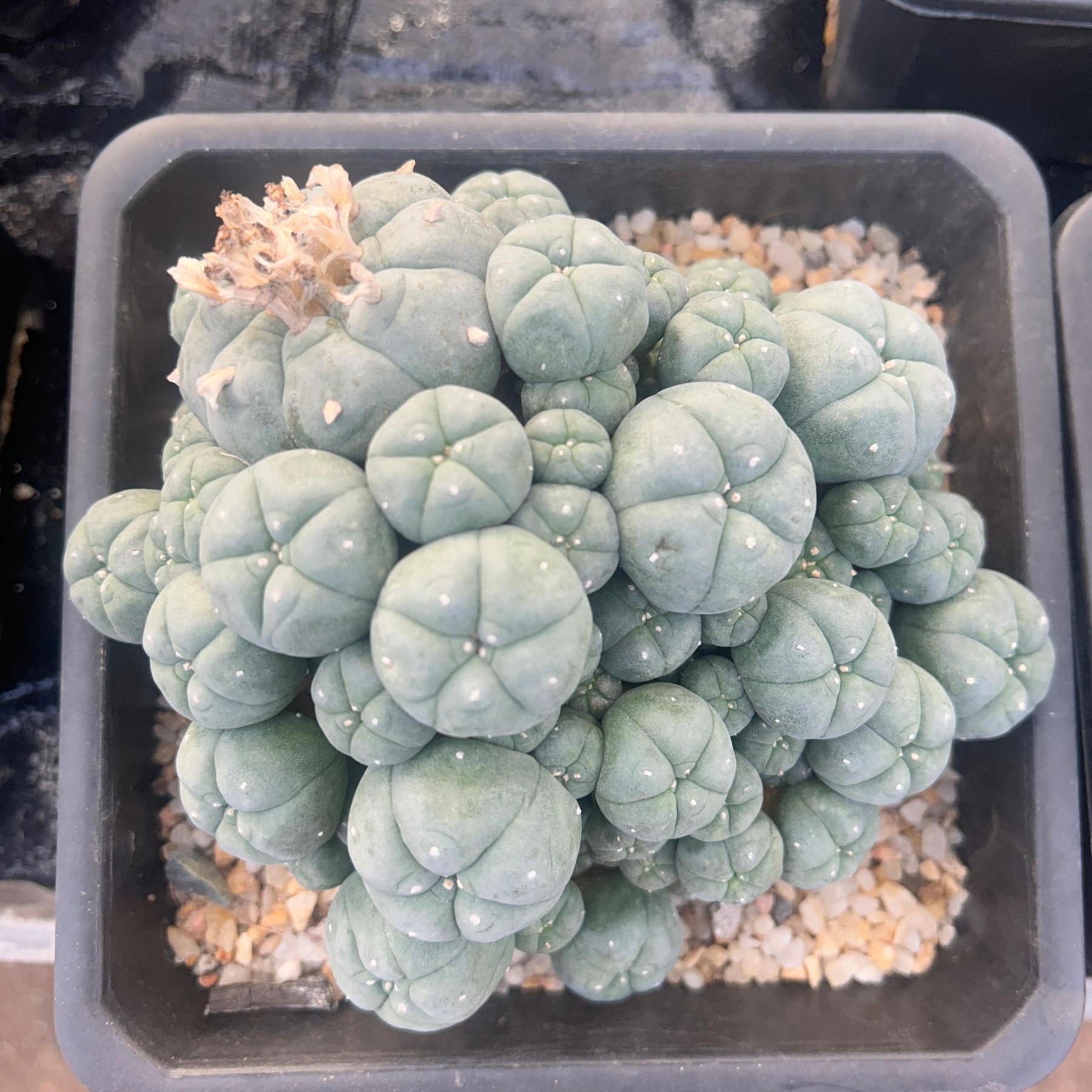 1.5-4cm Lophophora williamsii seedling（radish root）