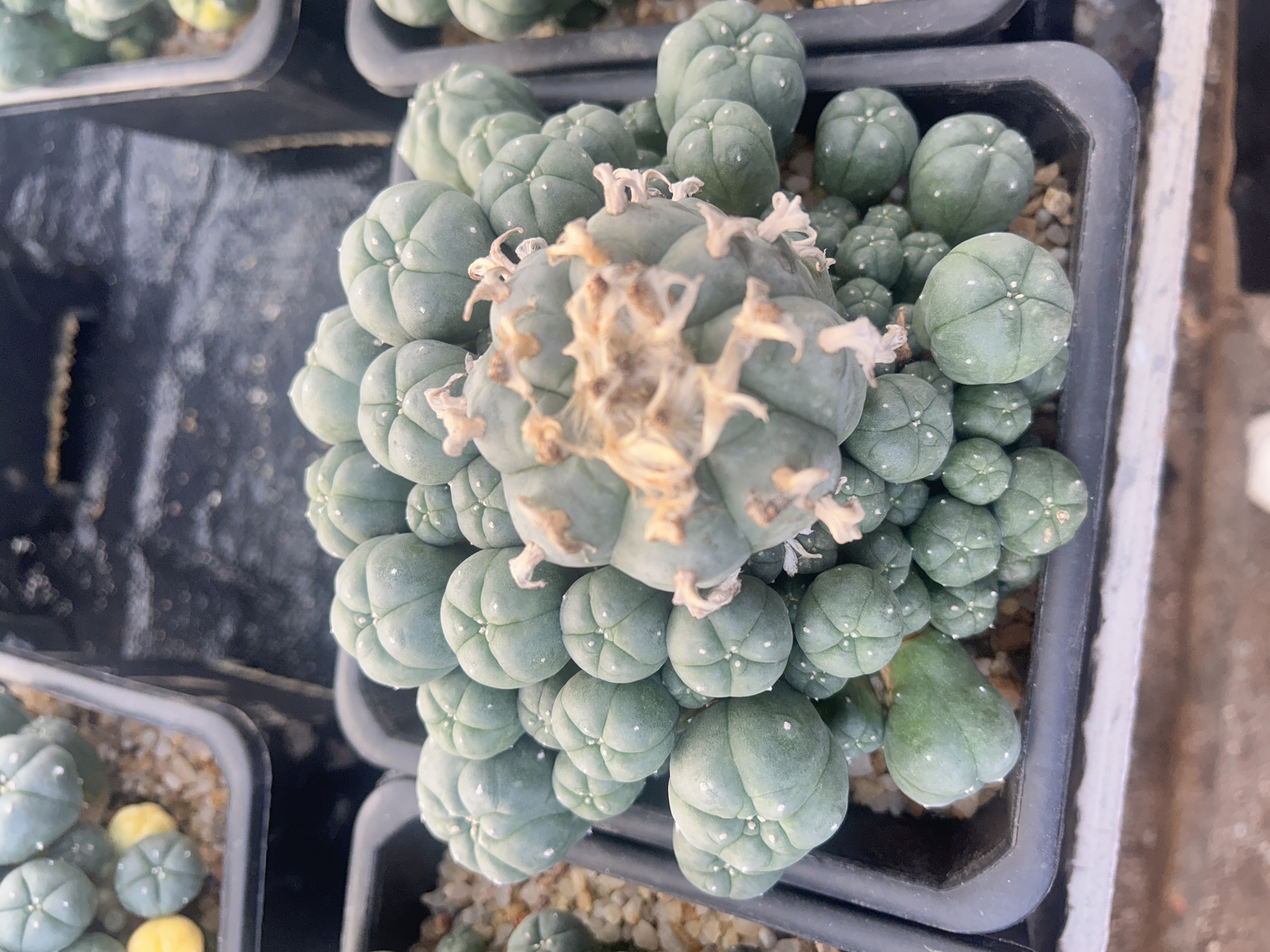 5-12cm Lophophora williamsii var. caespitosa（Multi-headed