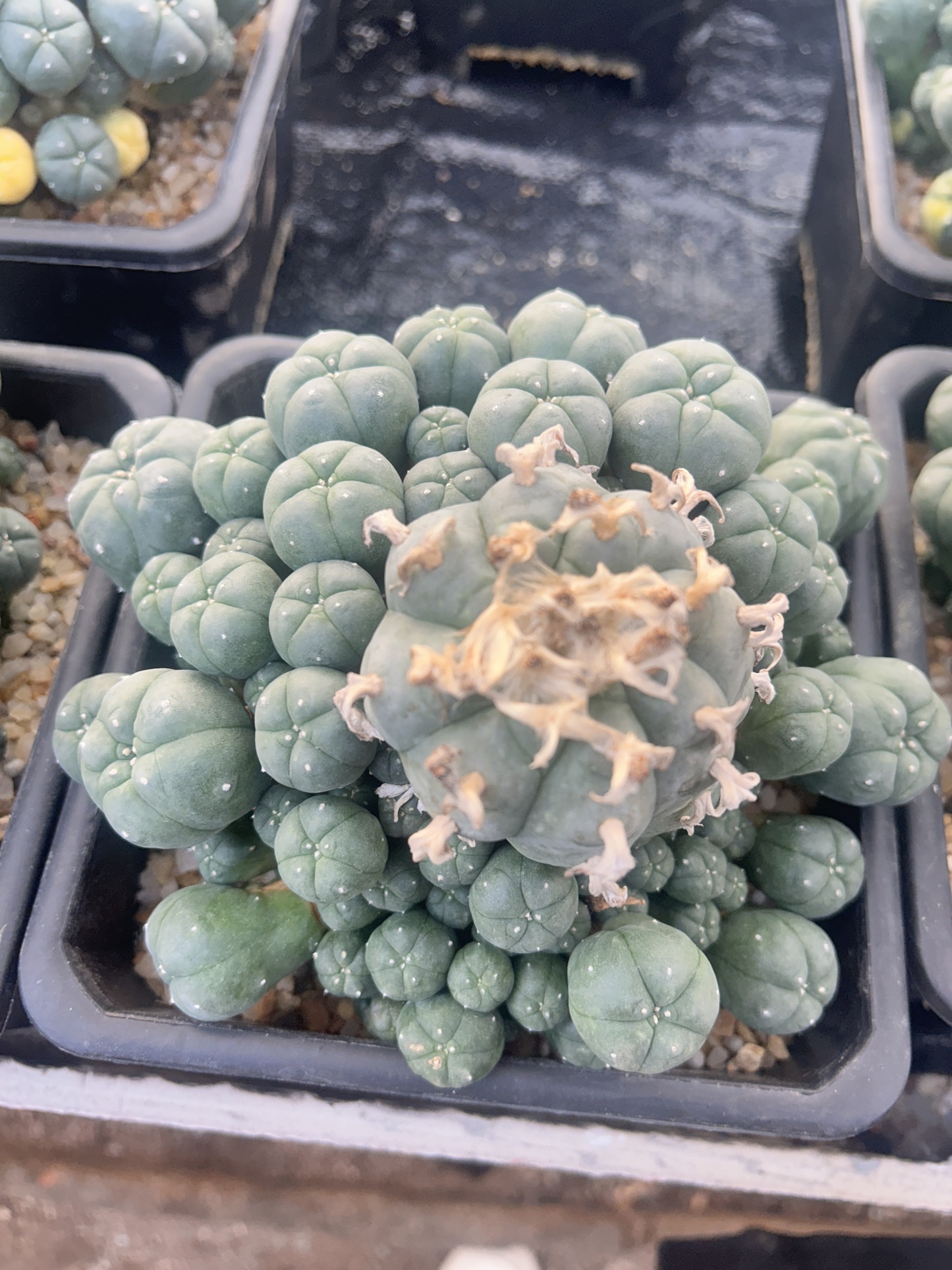 5-12cm Lophophora williamsii var. caespitosa（Multi-headed）