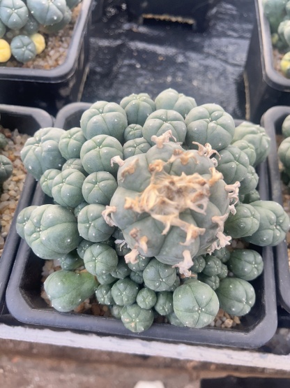 5-12cm Lophophora williamsii var. caespitosa（Multi-headed）