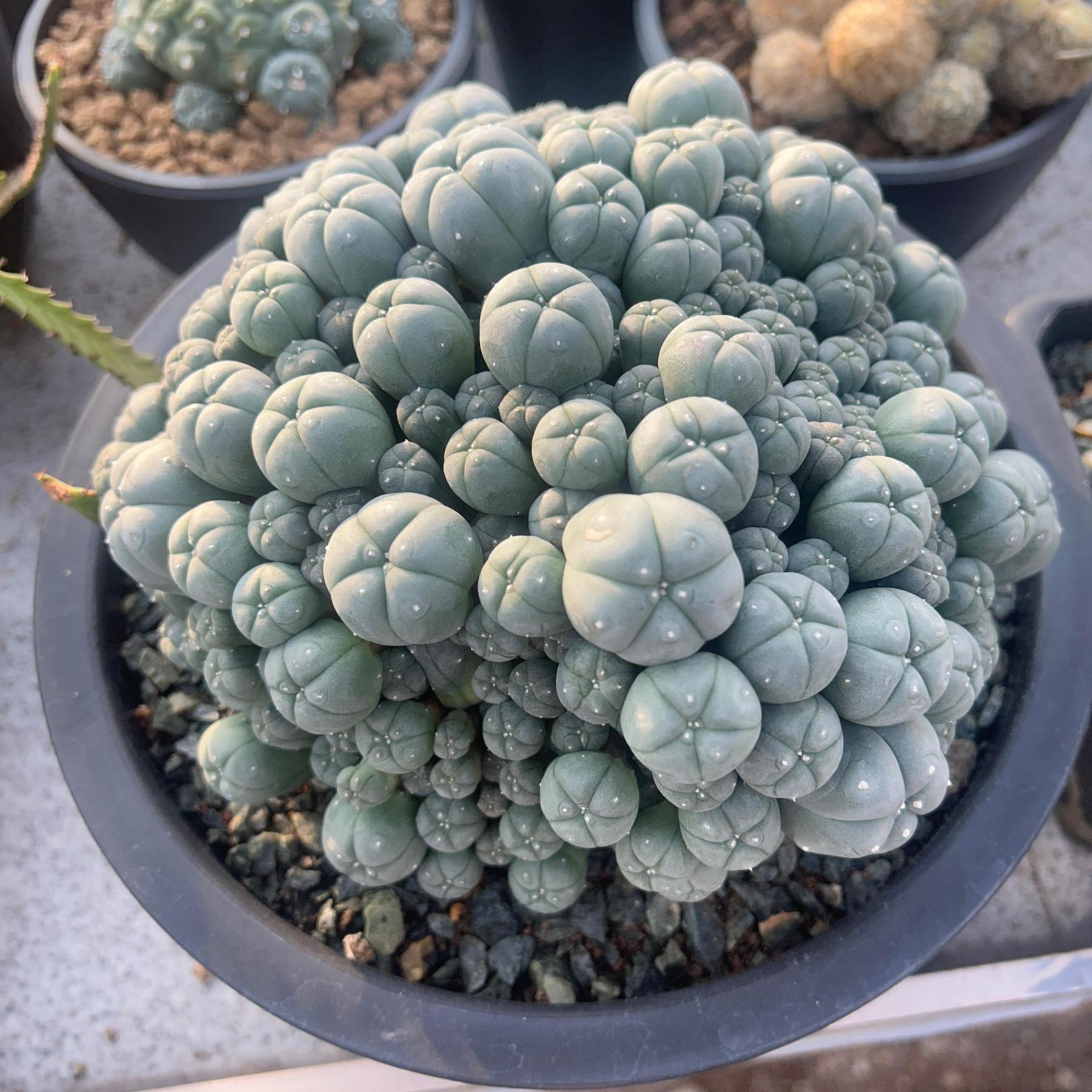 1.5-4cm Lophophora williamsii seedling（radish root）