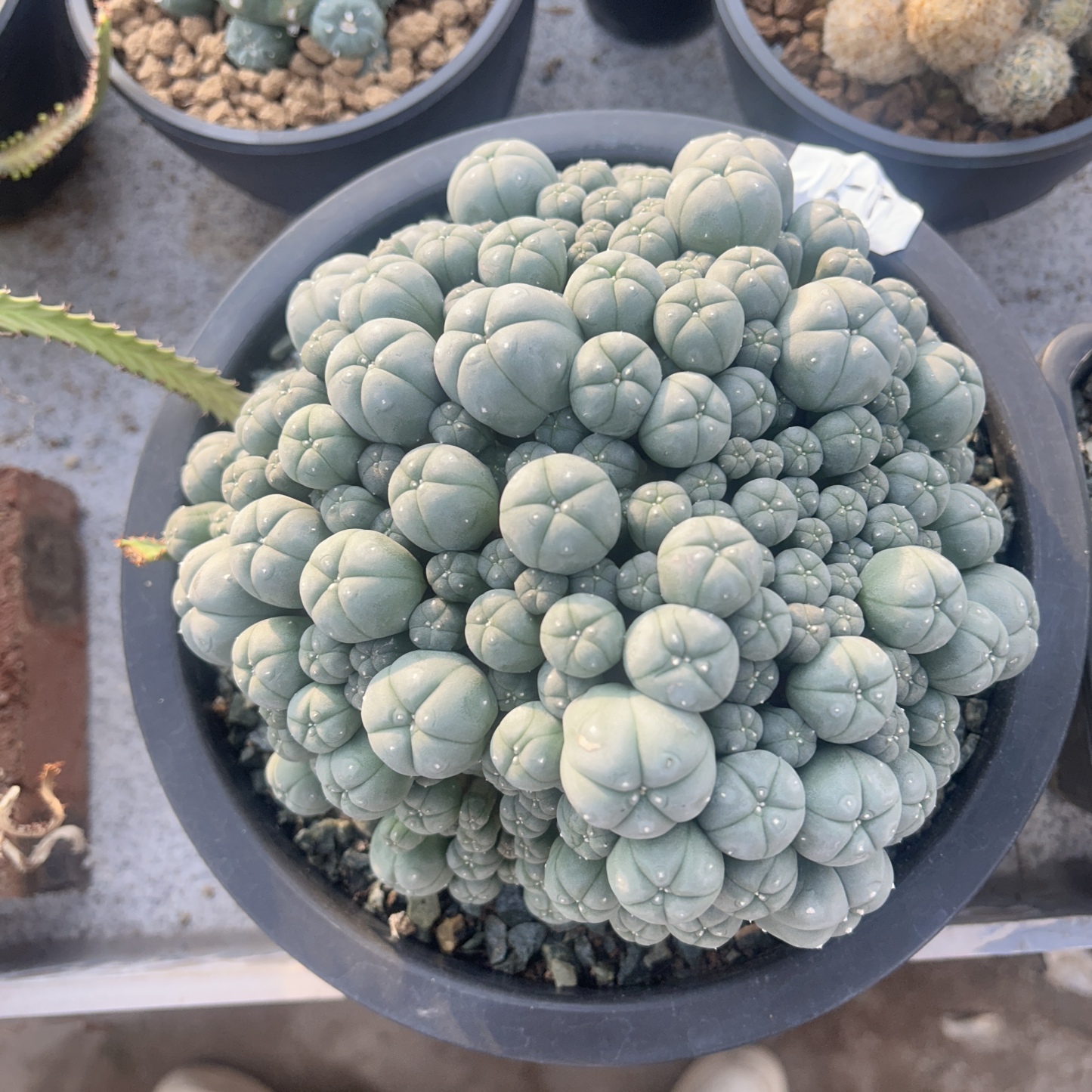 5-12cm Lophophora williamsii var. caespitosa（Multi-headed）