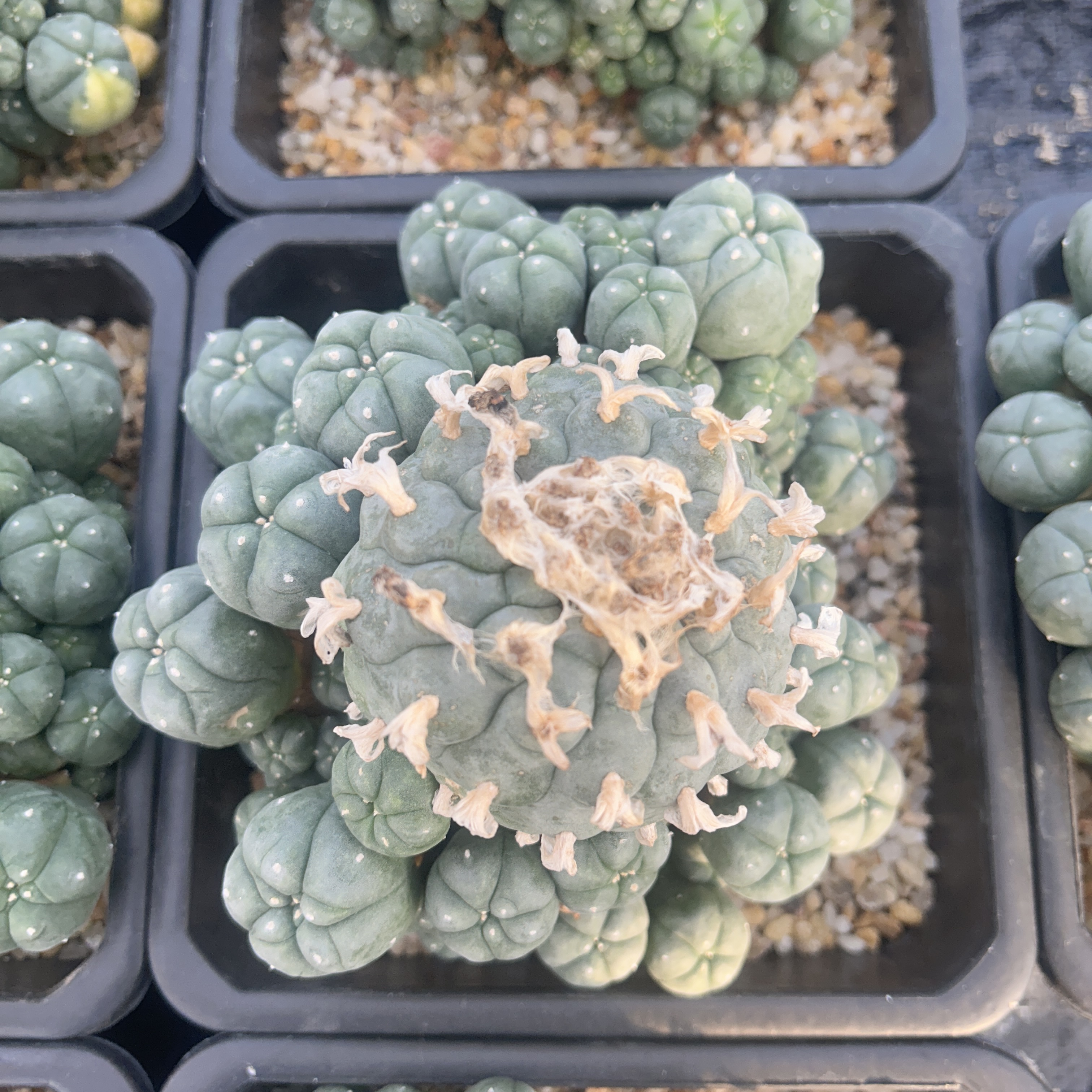 5-12cm Lophophora williamsii var. caespitosa（Multi-headed）