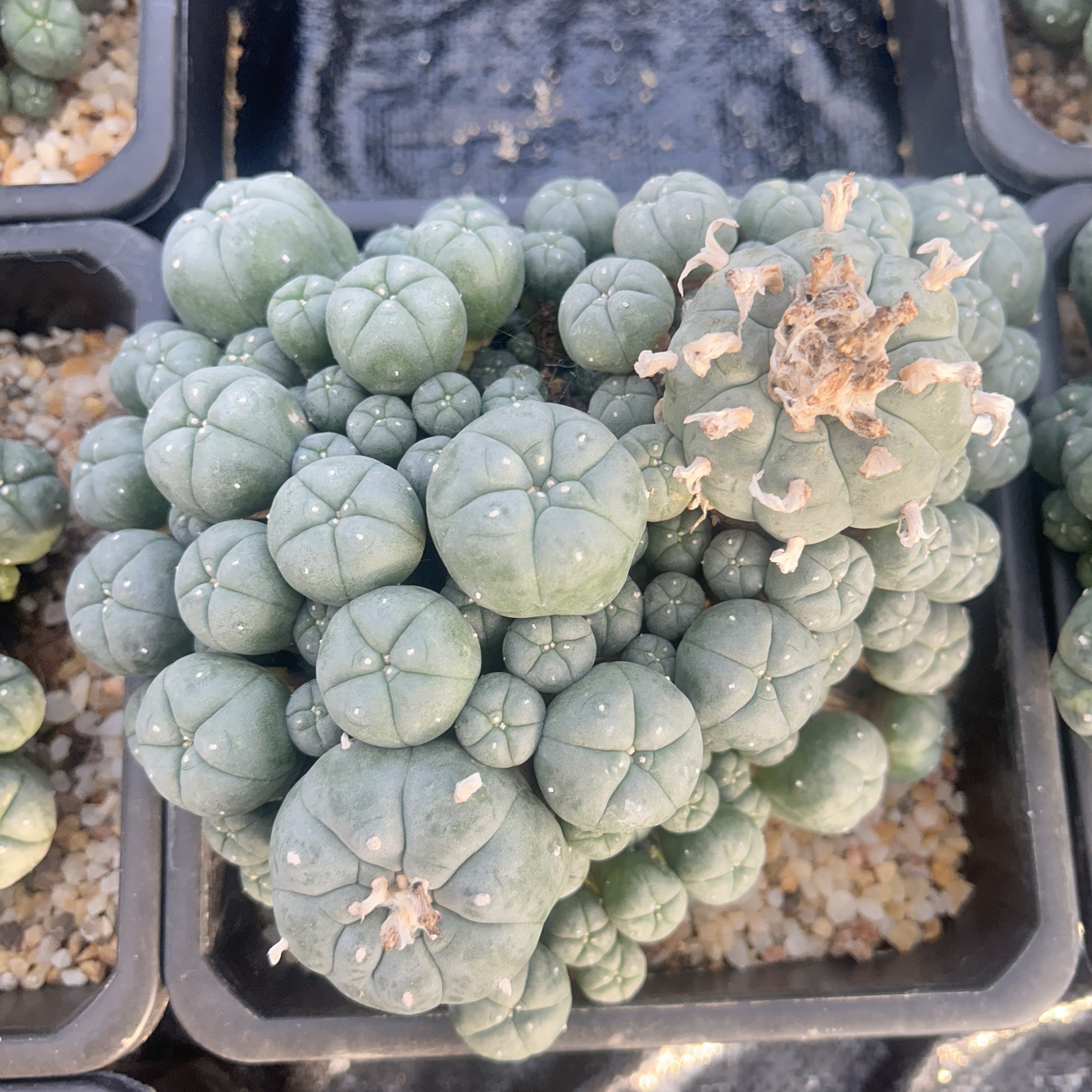 5-12cm Lophophora williamsii var. caespitosa（Multi-headed）