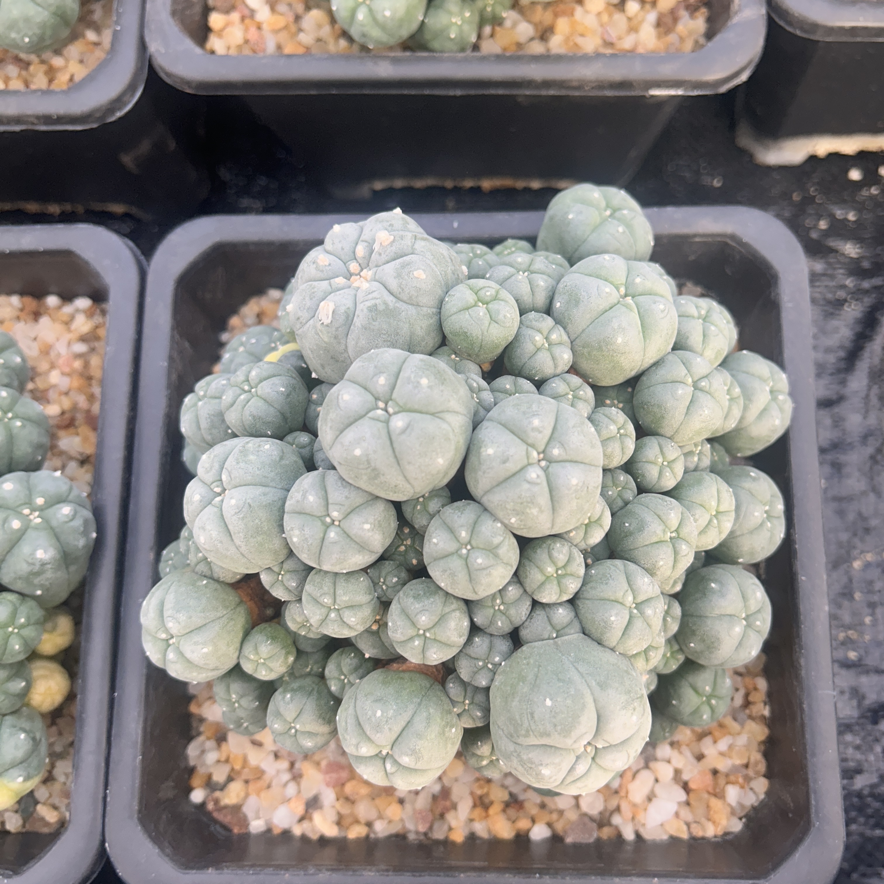 5-12cm Lophophora williamsii var. caespitosa（Multi-headed）