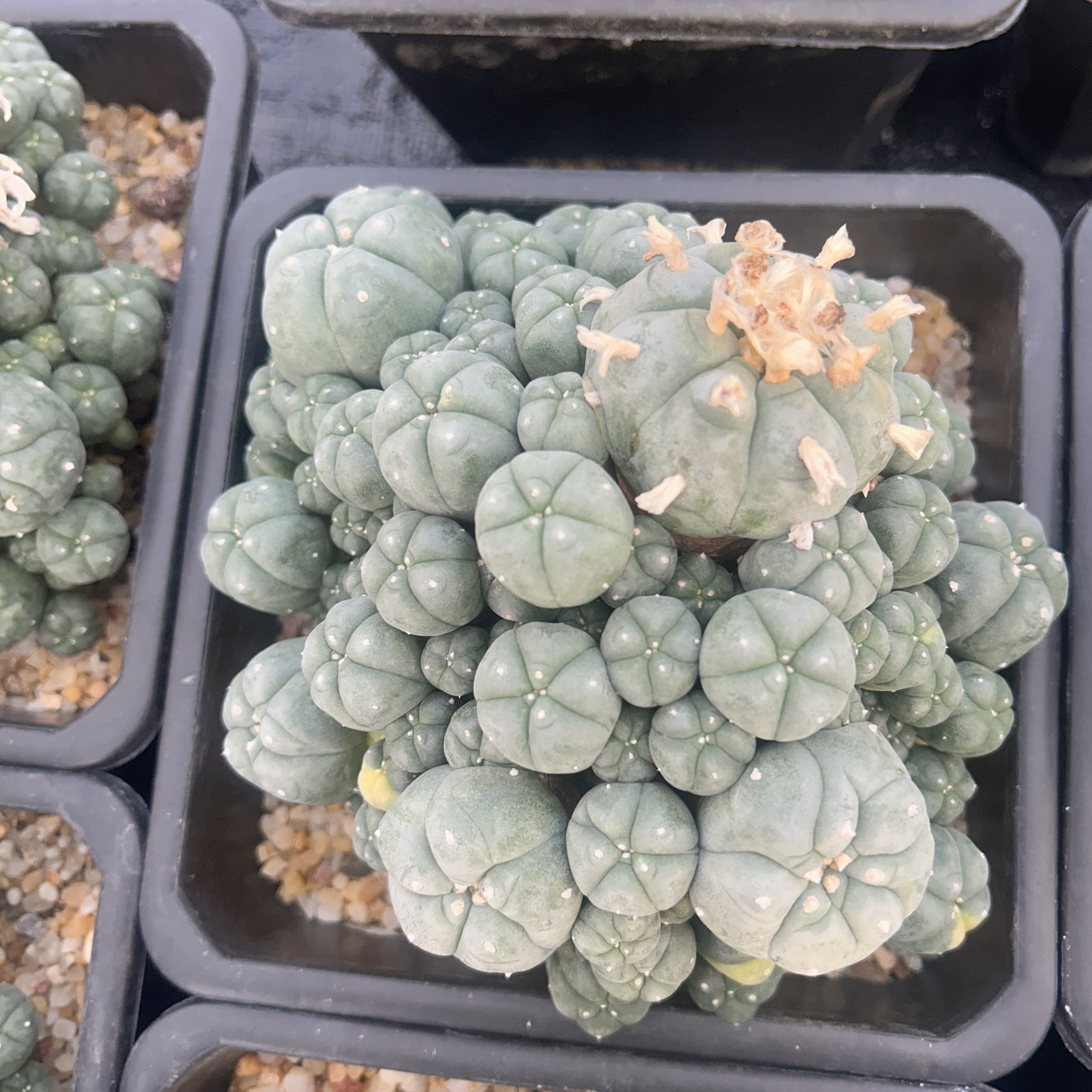 5-12cm Lophophora williamsii var. caespitosa（Multi-headed）