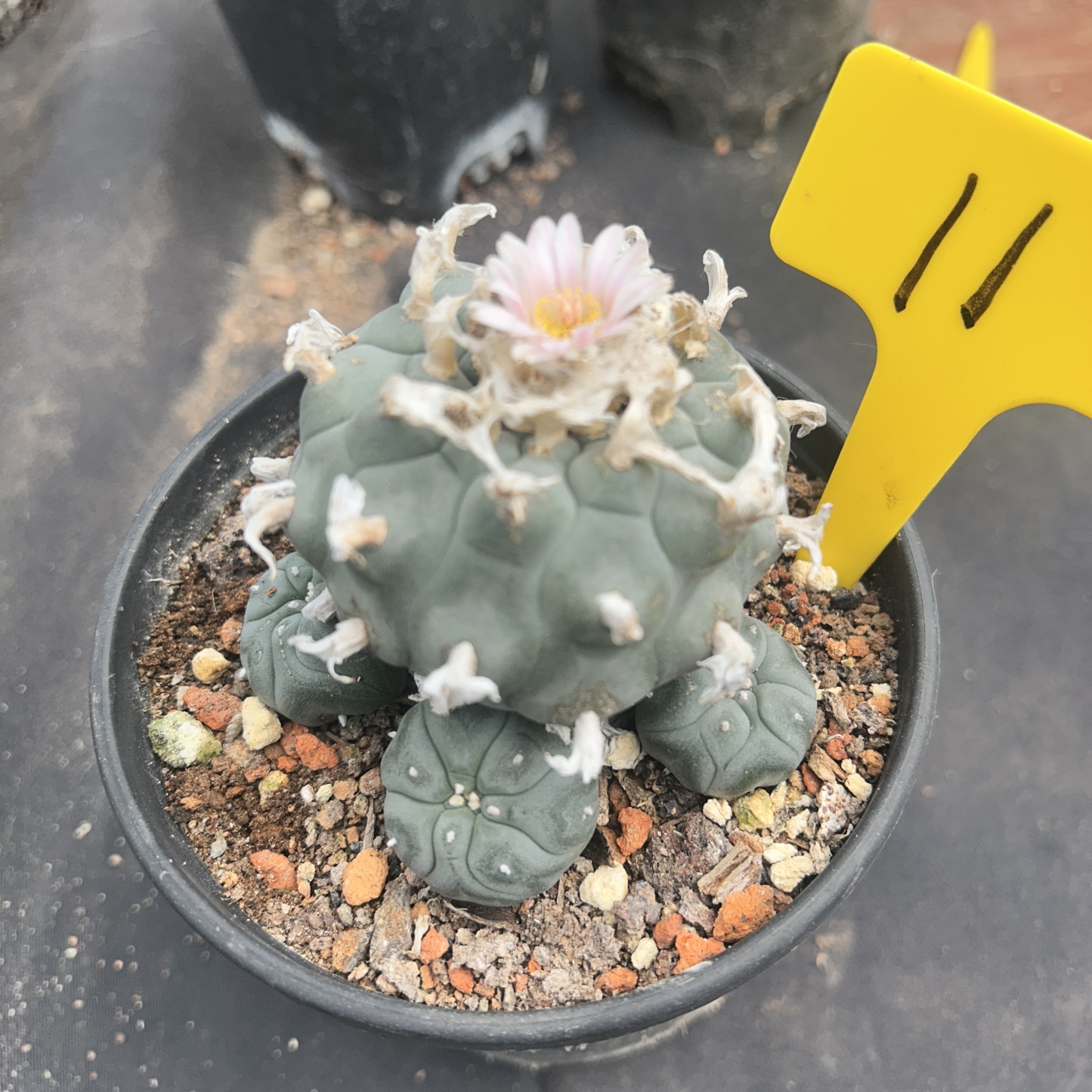 7-8cm（WYSIWYG）Lophophora williamsii 6-8 years old Number 11