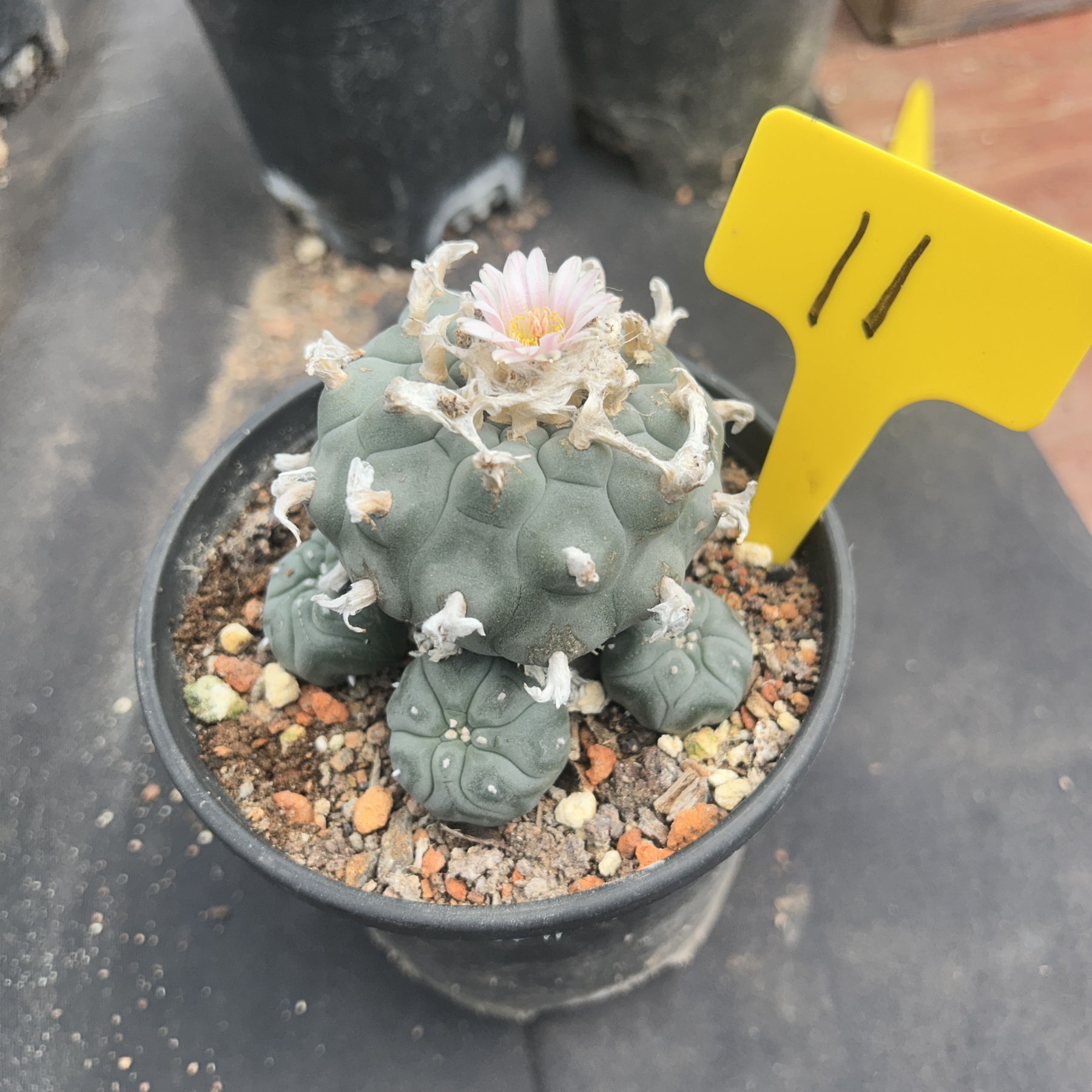 7-8cm（WYSIWYG）Lophophora williamsii 6-8 years old Number 11